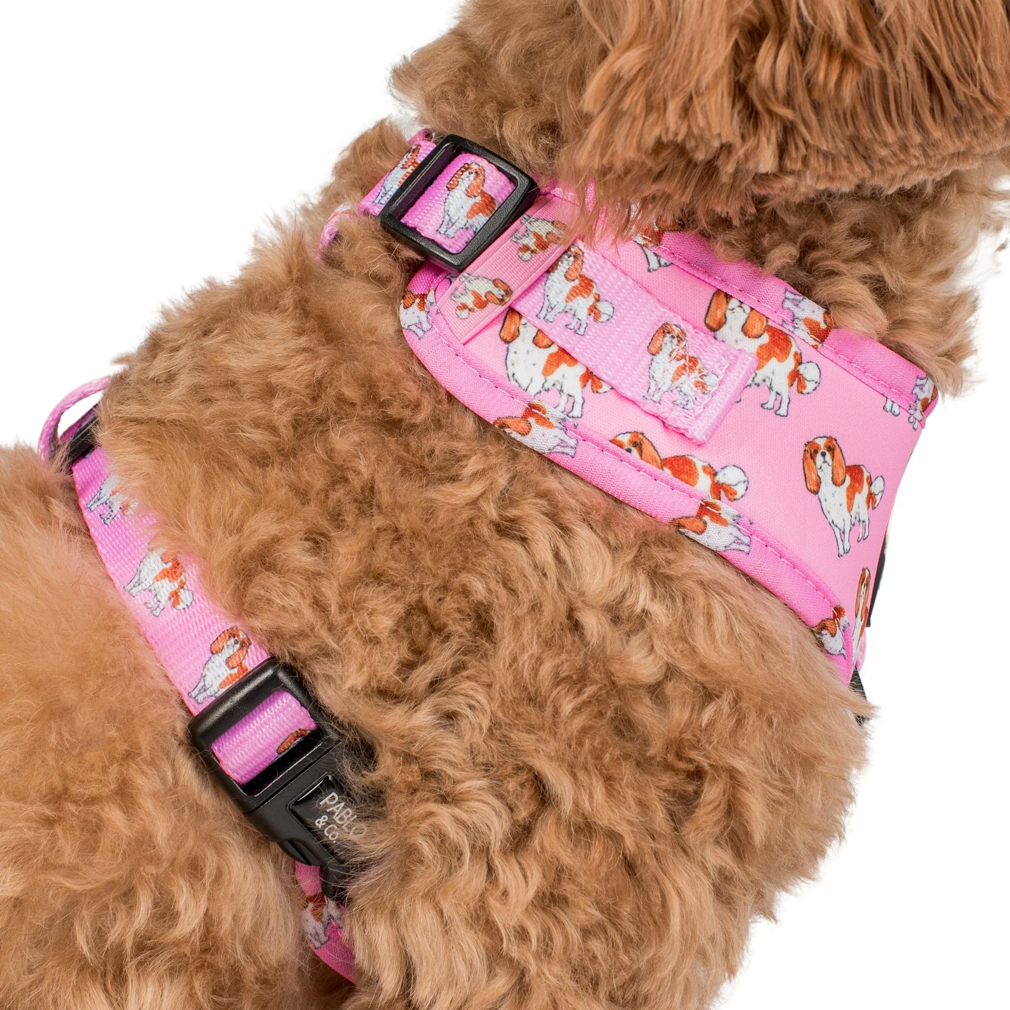 Cavalier King Charles: Adjustable Harness - Image 8