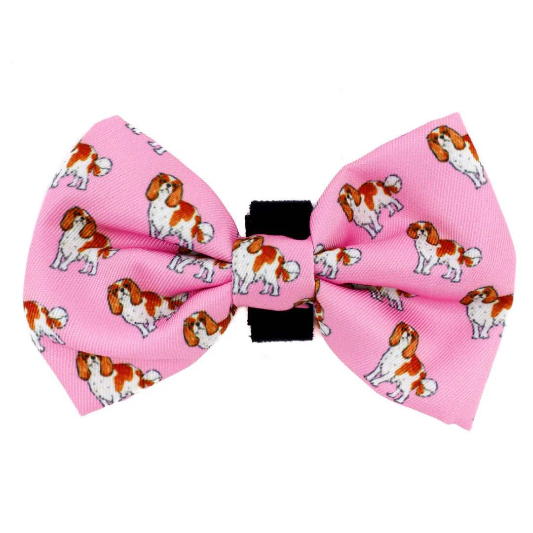 Cavalier King Charles: Bow Tie