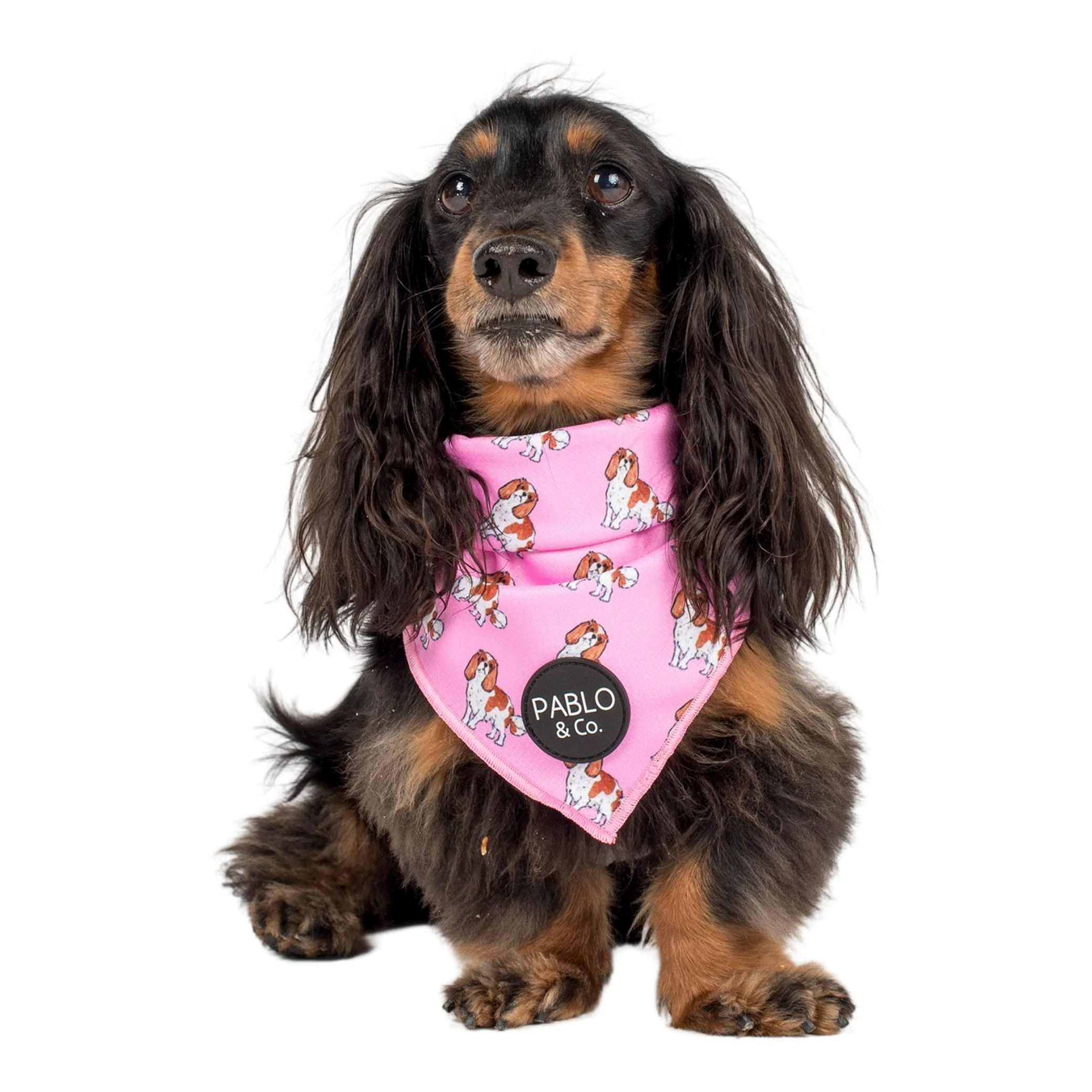 Cavalier King Charles - Dog Bandana - Image 3