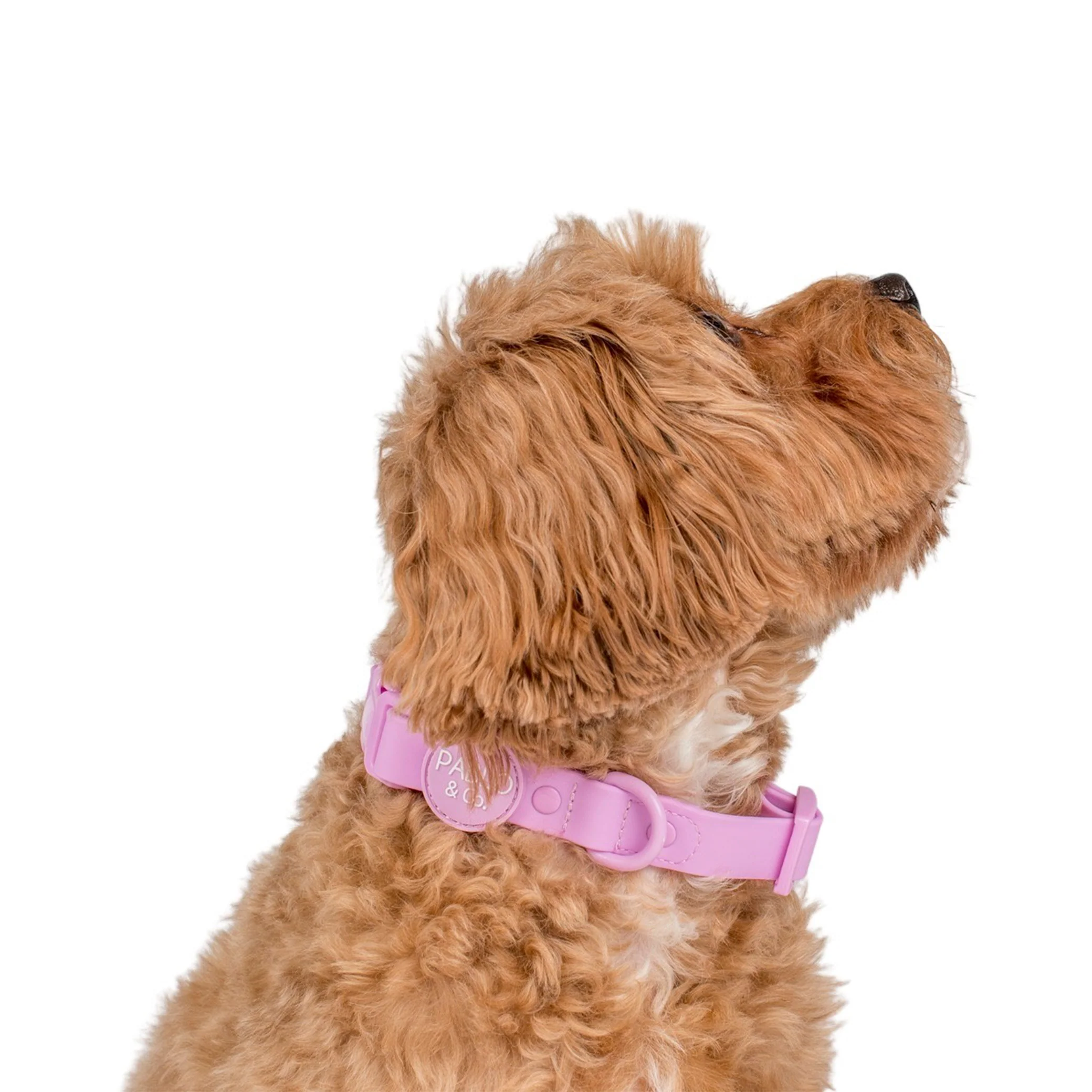 Lavender: Waterproof Collar - Image 2