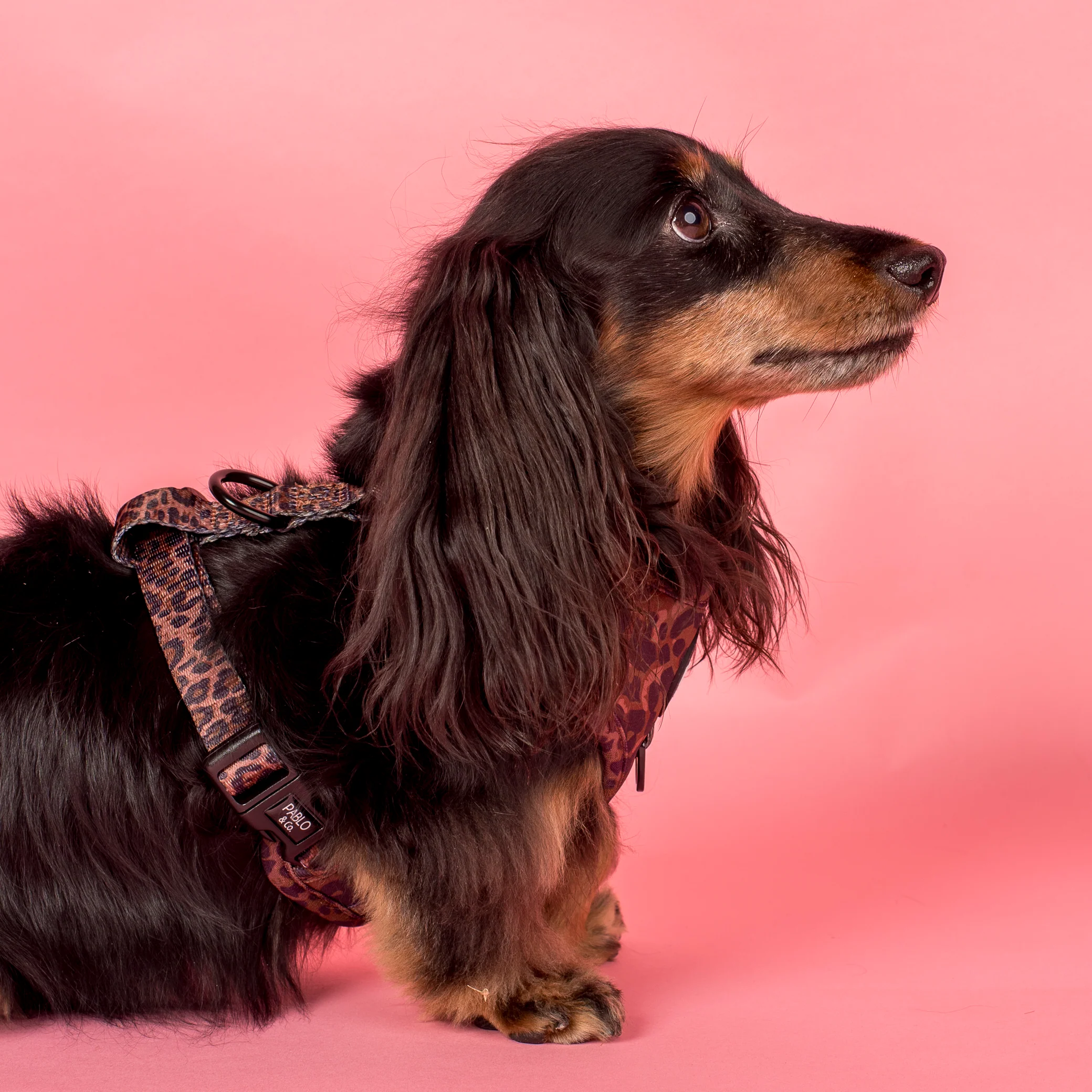 Leopard: Adjustable Harness - Image 4
