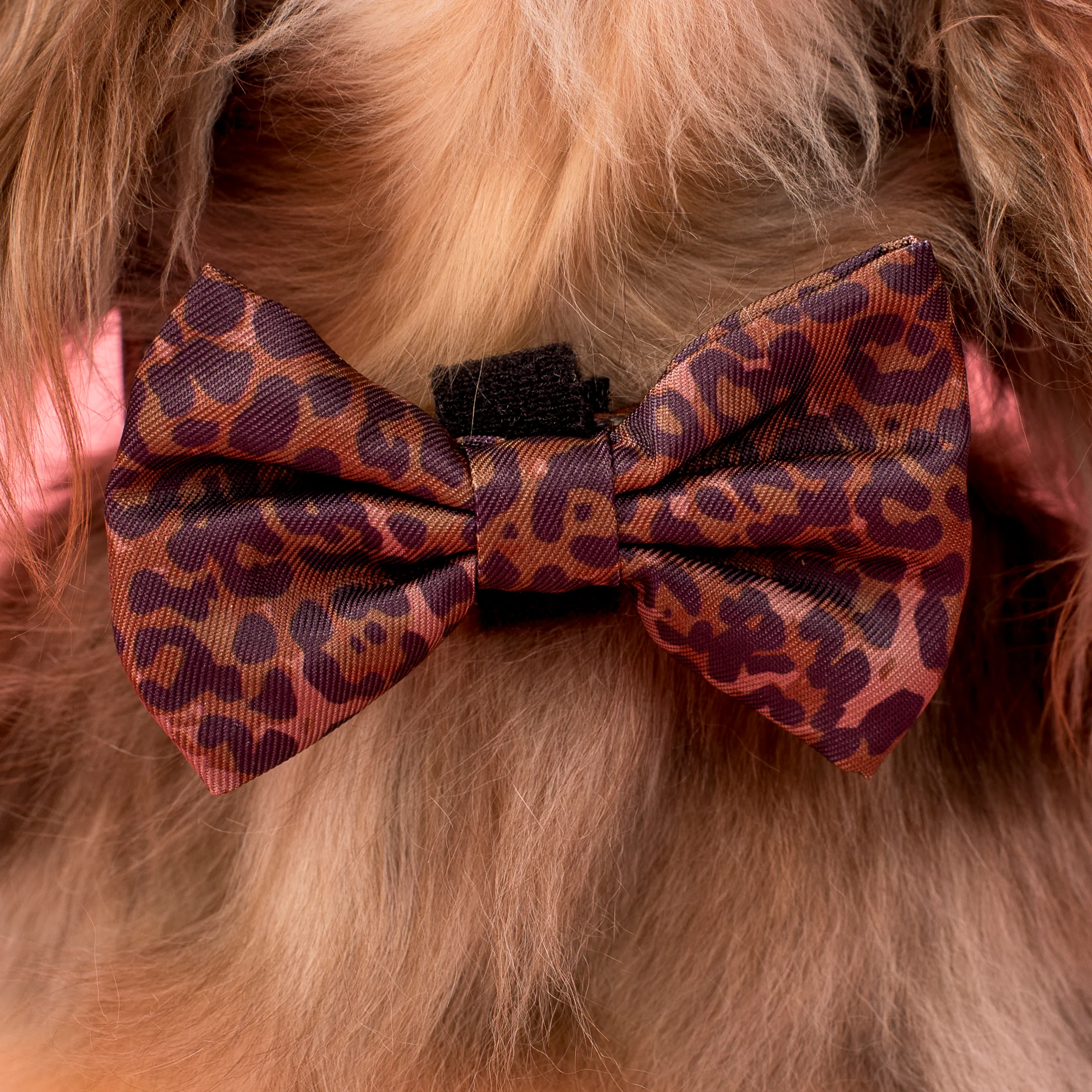 Leopard: Bow Tie