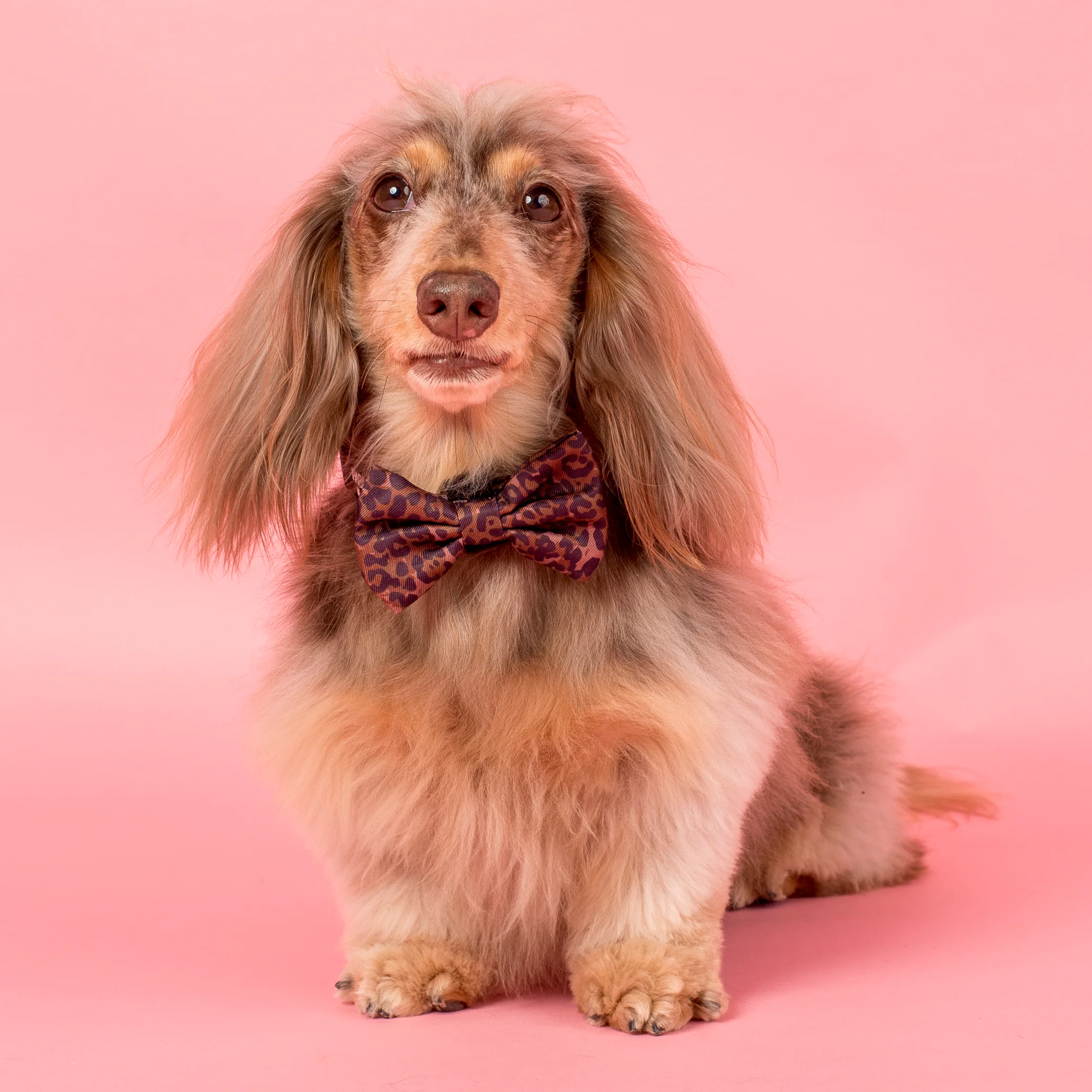Leopard: Bow Tie - Image 2