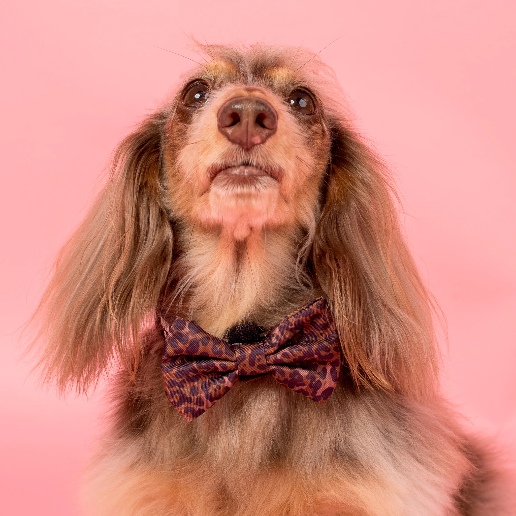 Leopard: Bow Tie - Image 3