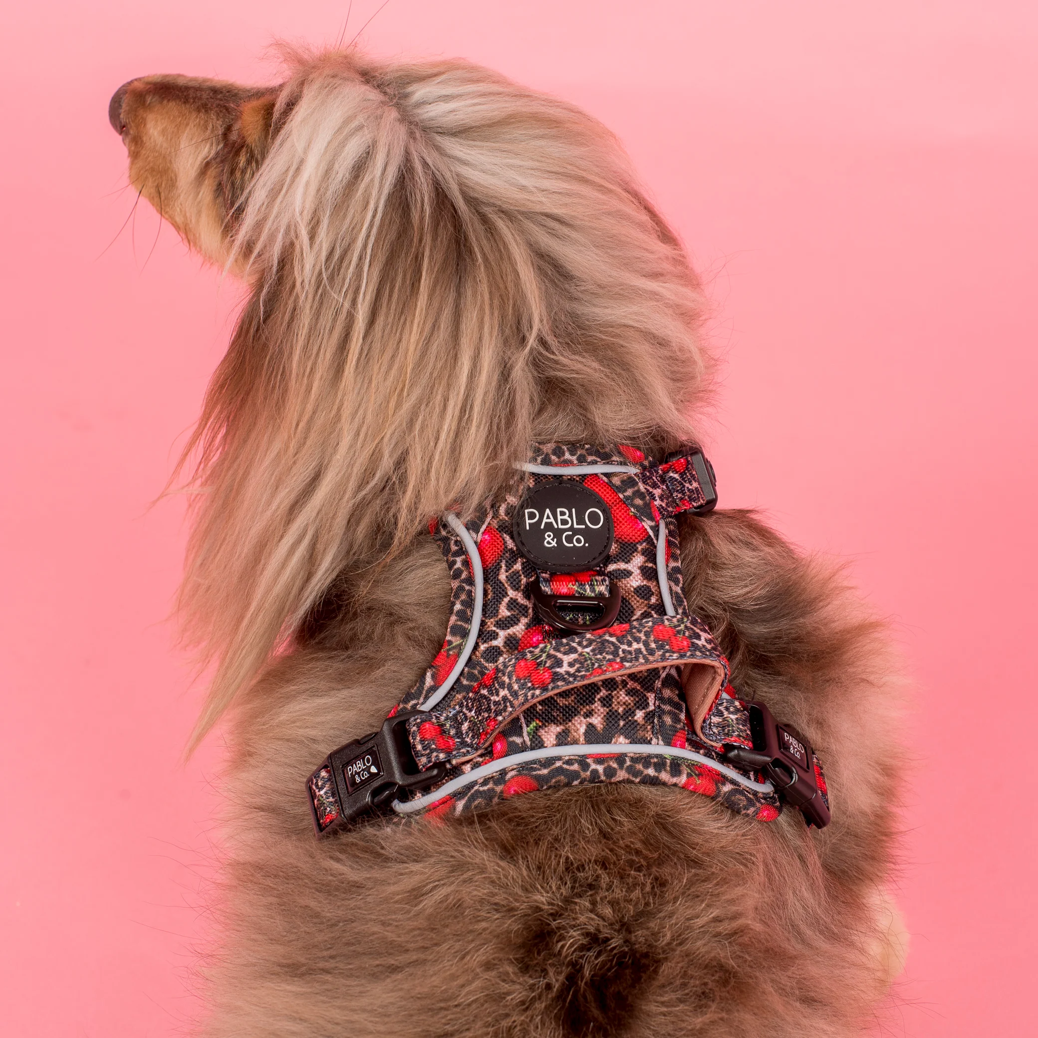 Leopard Cherries: No Pull Adventure Harness - Image 3