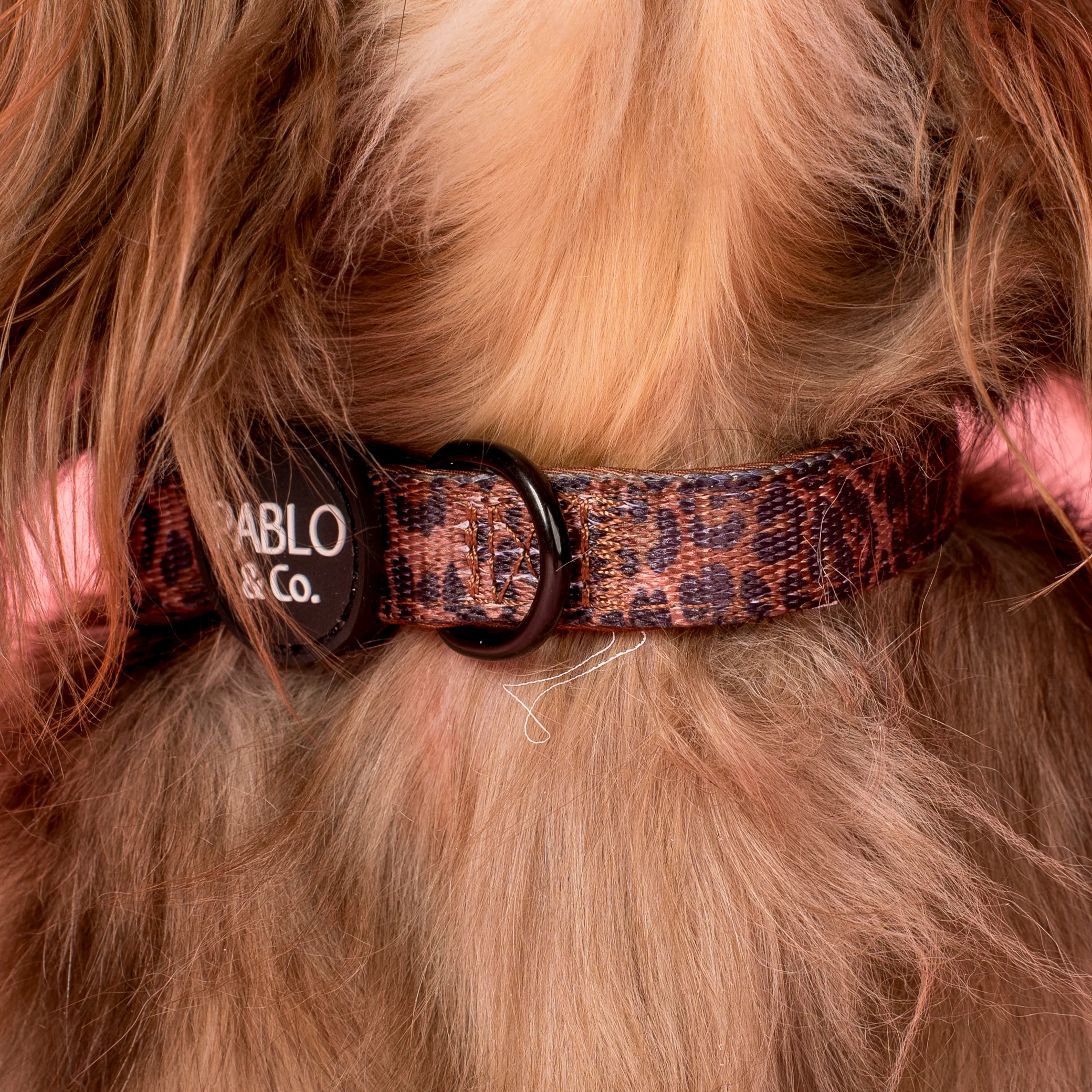 Leopard: Collar - Image 2