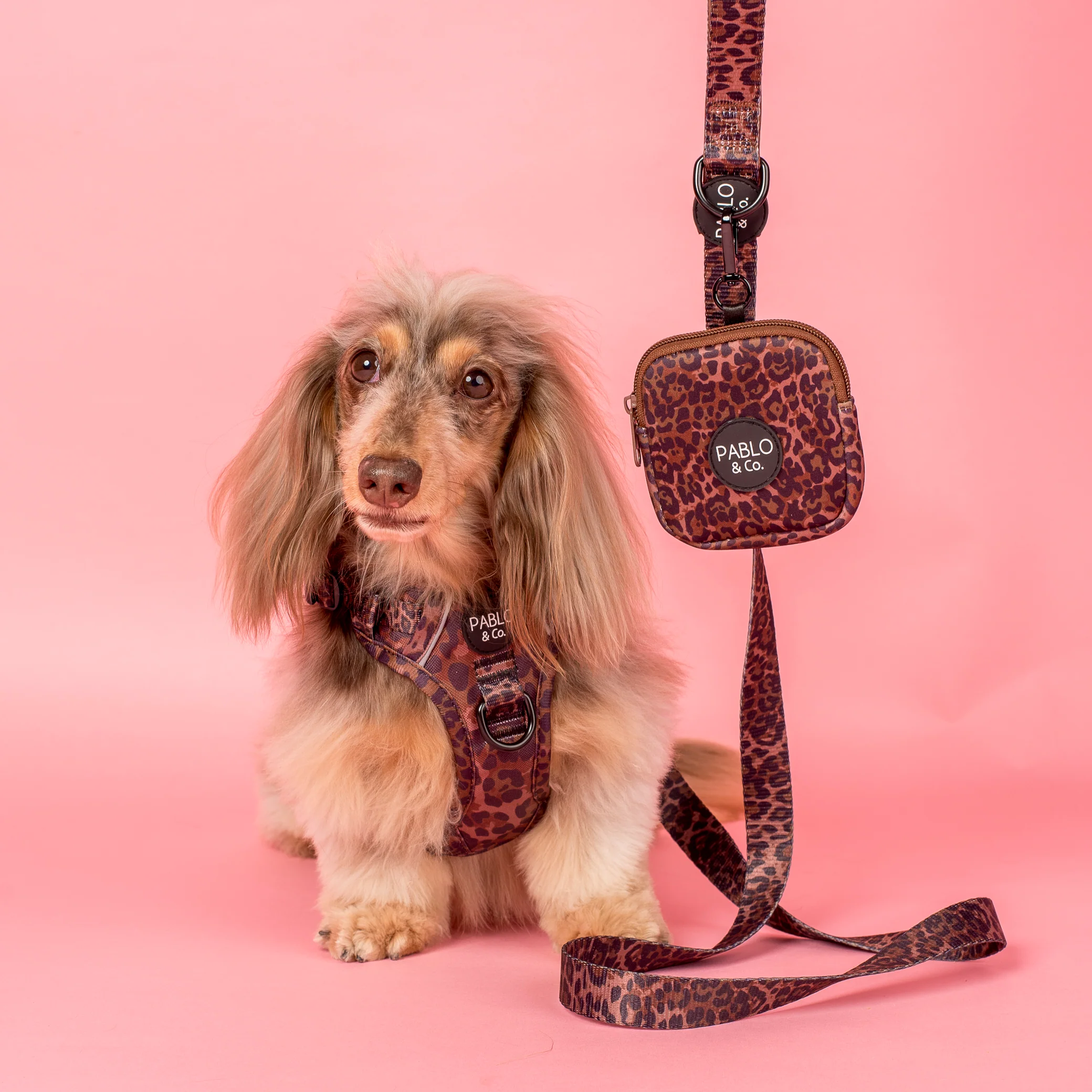 Leopard: Dog Leash - Image 2