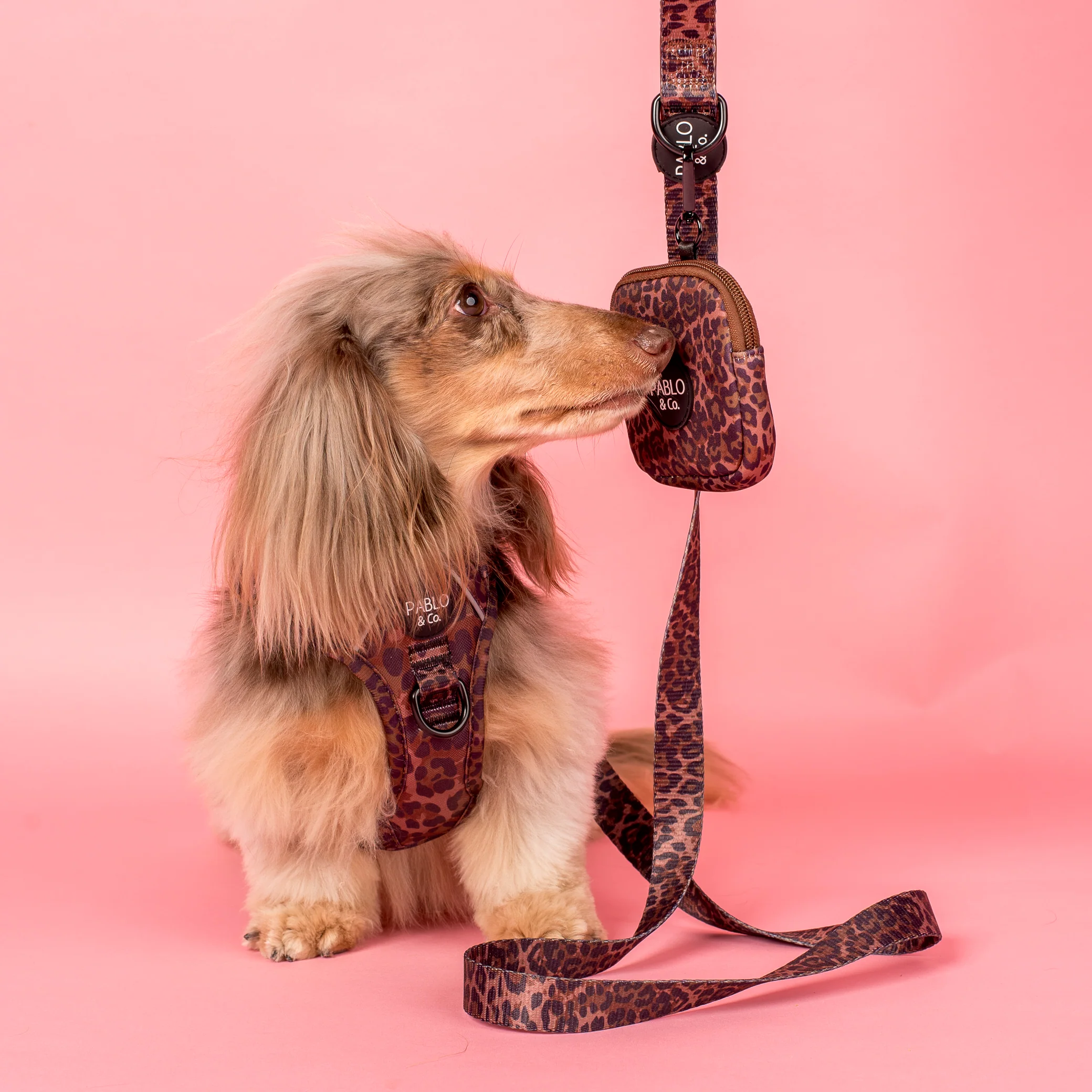 Leopard: Treat Pouch - Image 2