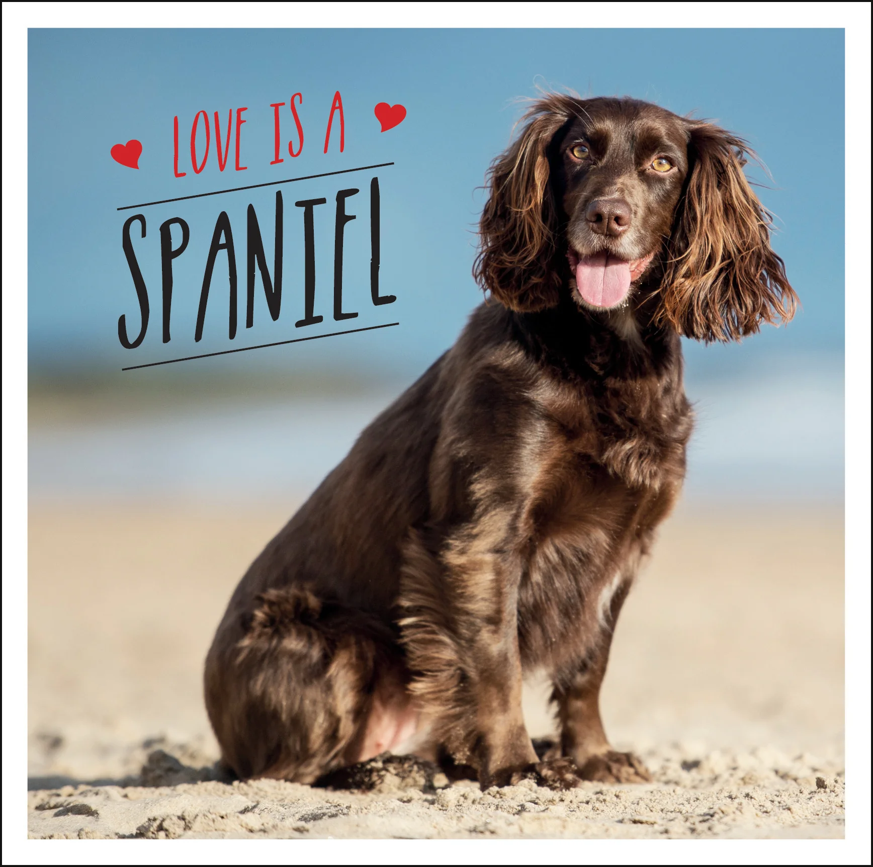 Love Is a Spaniel Book
