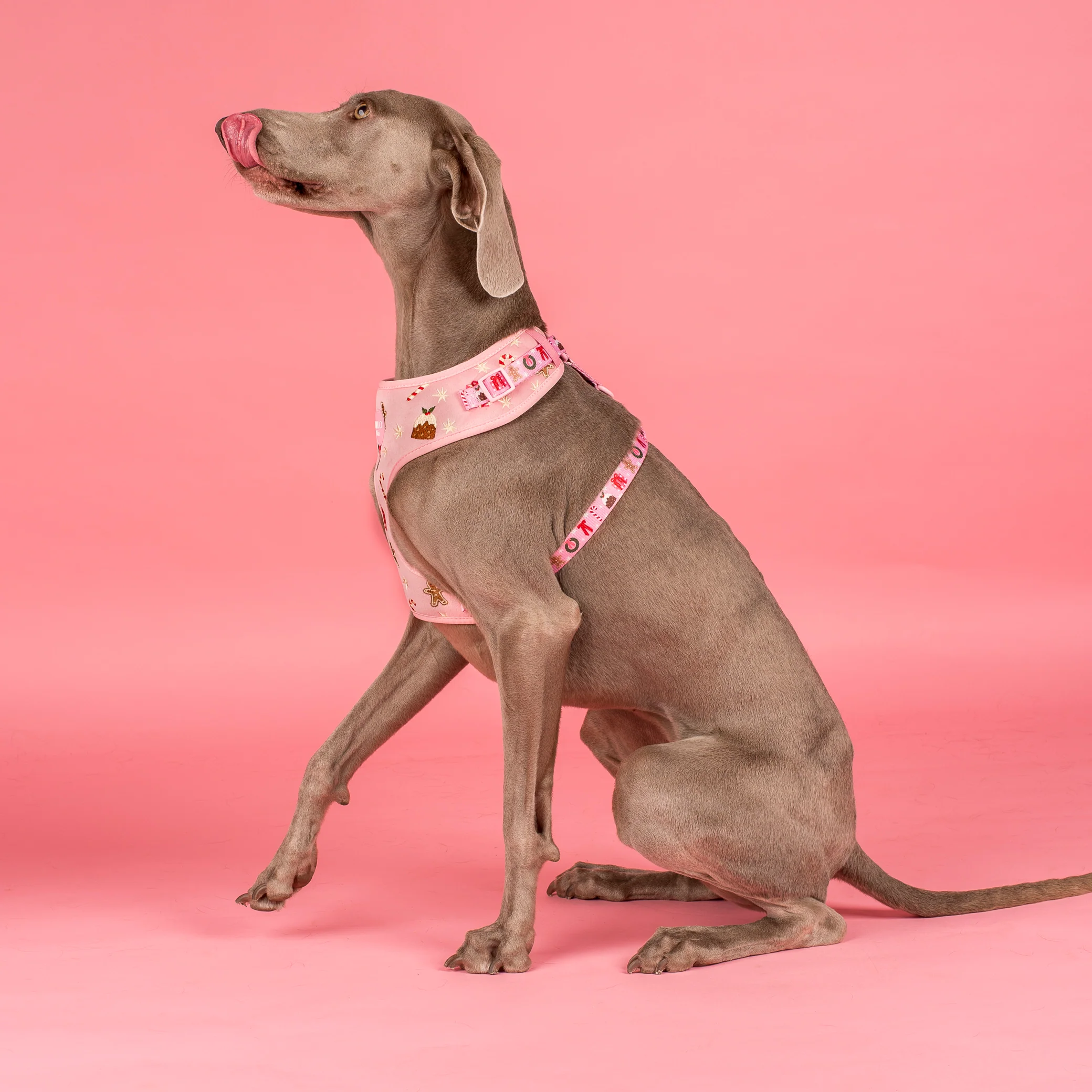 Merry & Bright: Adjustable Harness - Image 4