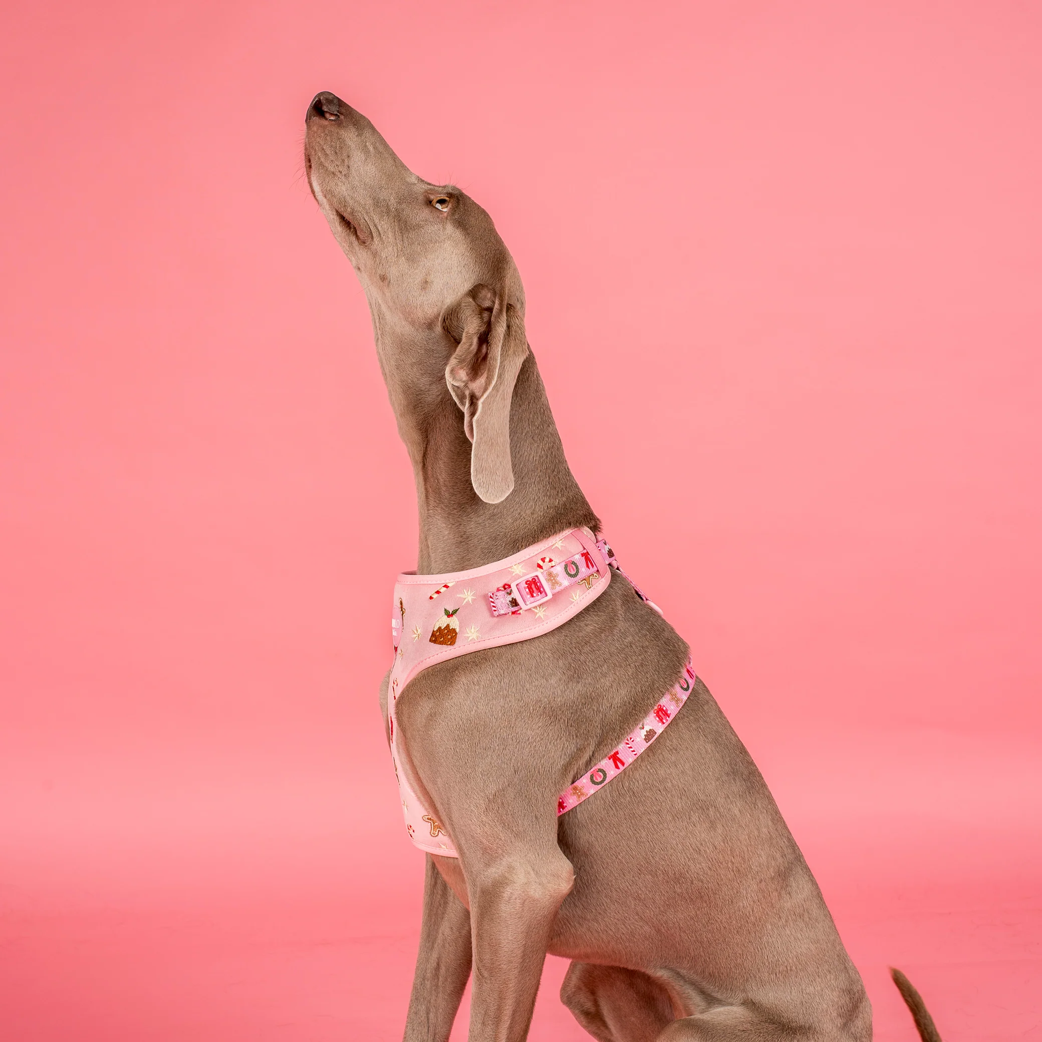 Merry & Bright: Adjustable Harness - Image 5