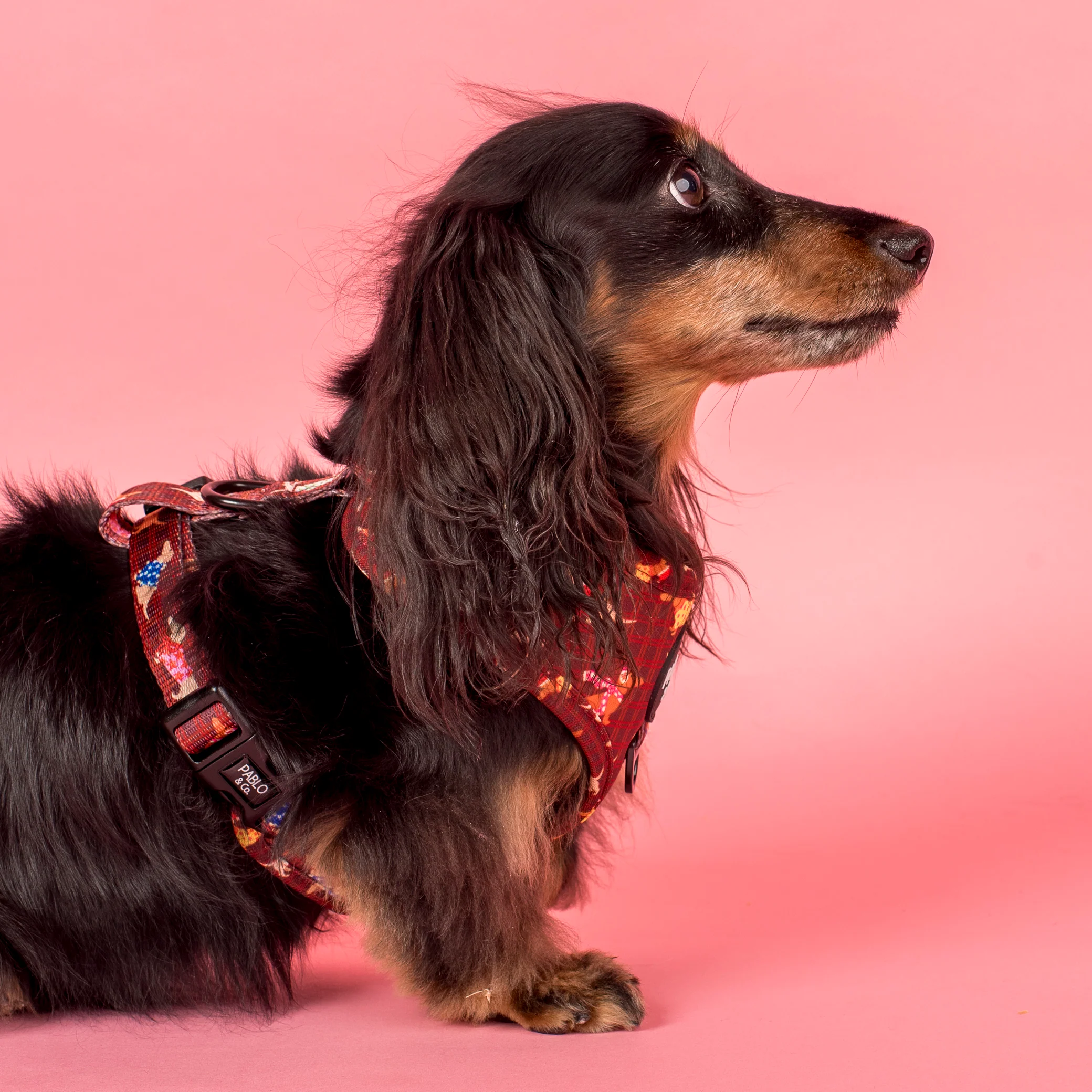 Merry Little Dachshunds: Adjustable Harness - Image 3
