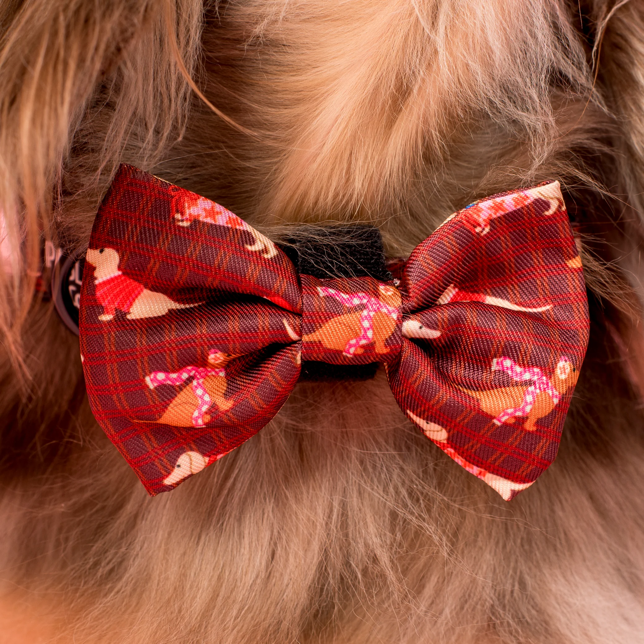 Merry Little Dachshunds: Bow Tie - Image 2