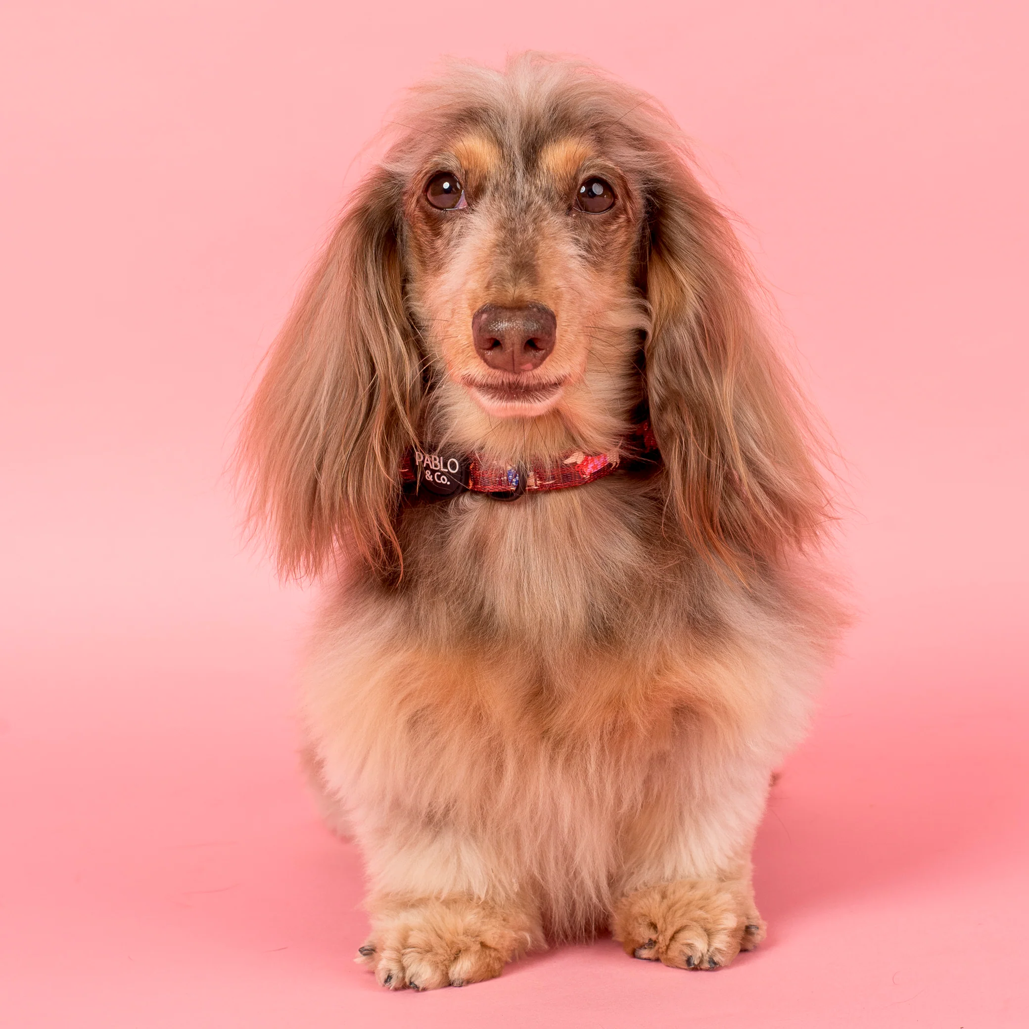 Merry Little Dachshunds: Collar - Image 2