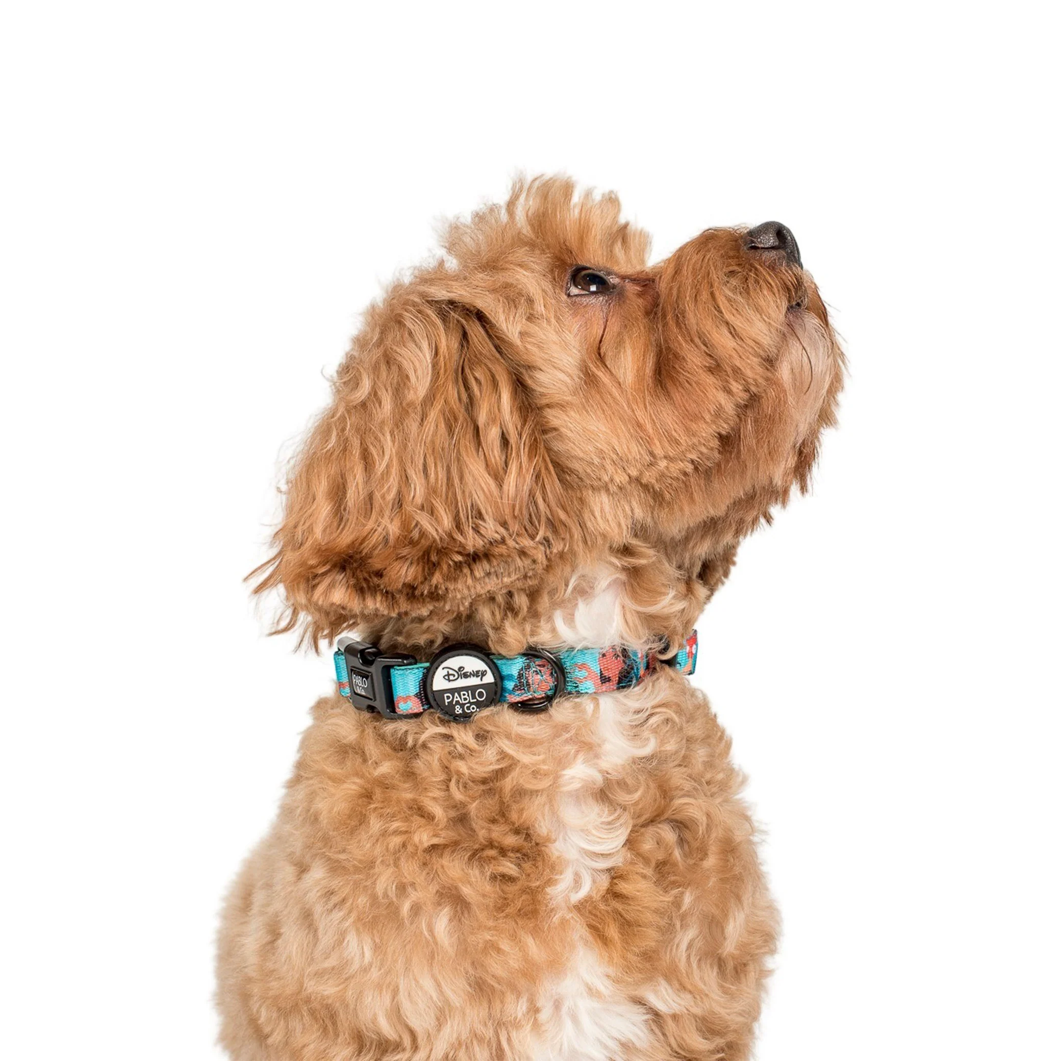 Moana: Dog Collar - Image 3