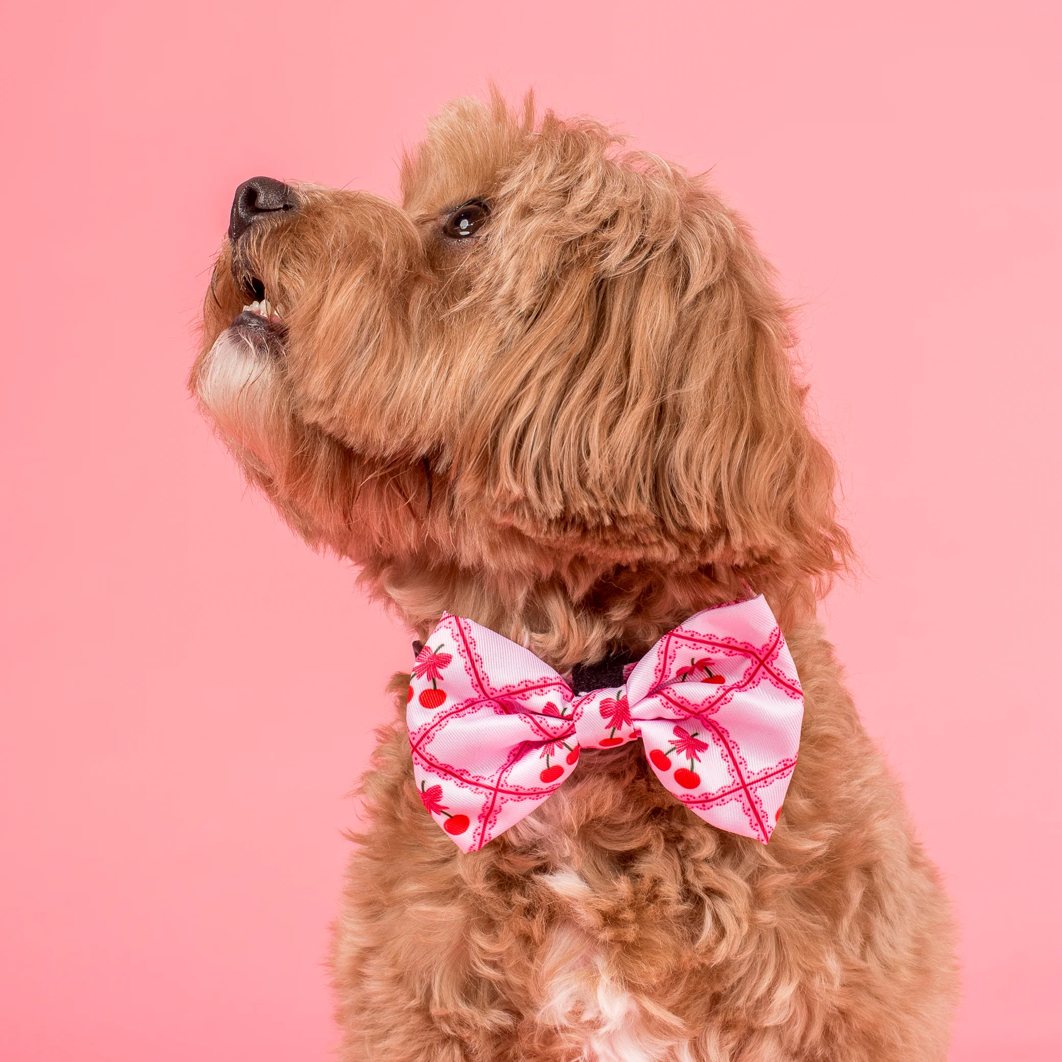Ma chérie: Bow Tie - Image 2