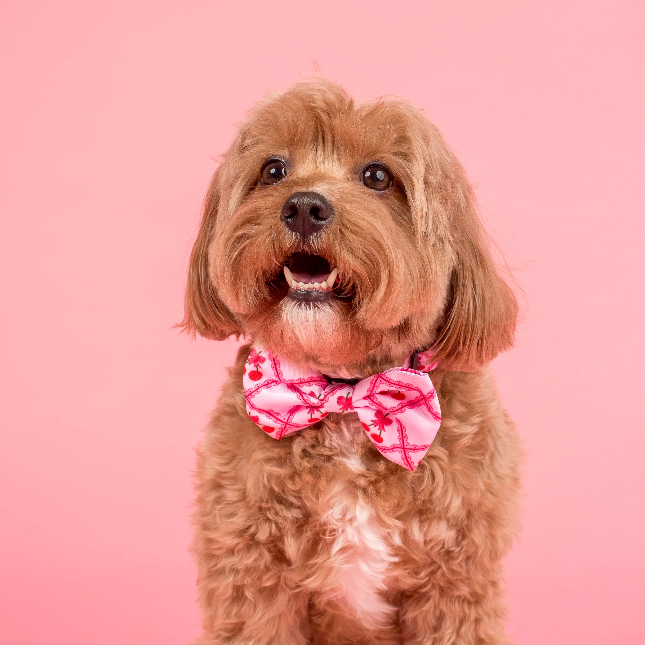 Ma chérie: Bow Tie - Image 3