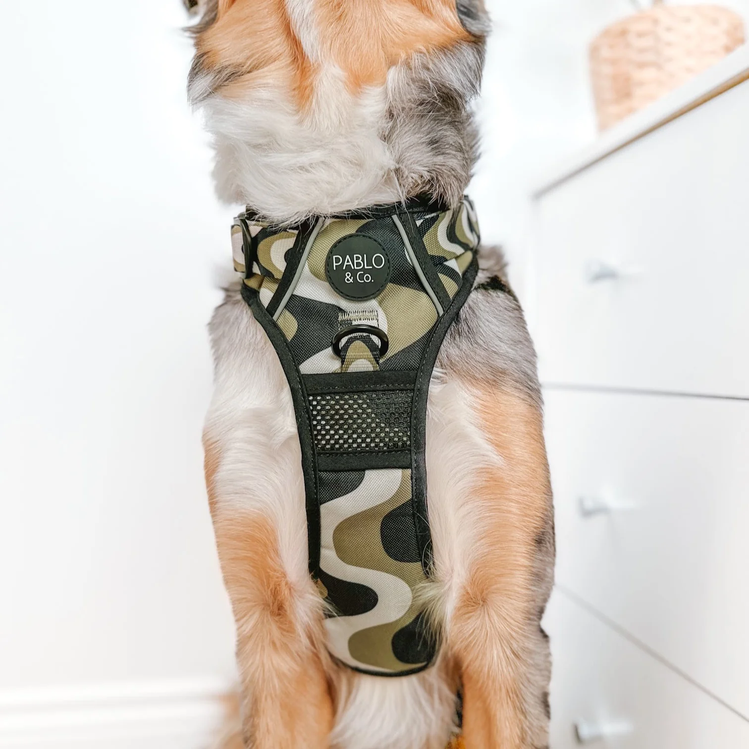 Navy Wavy: No Pull Adventure Harness - Image 10