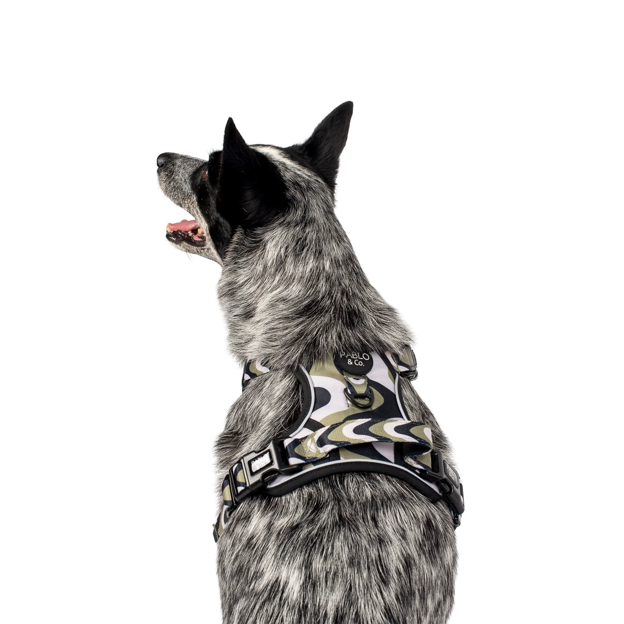 Navy Wavy: No Pull Adventure Harness - Image 6