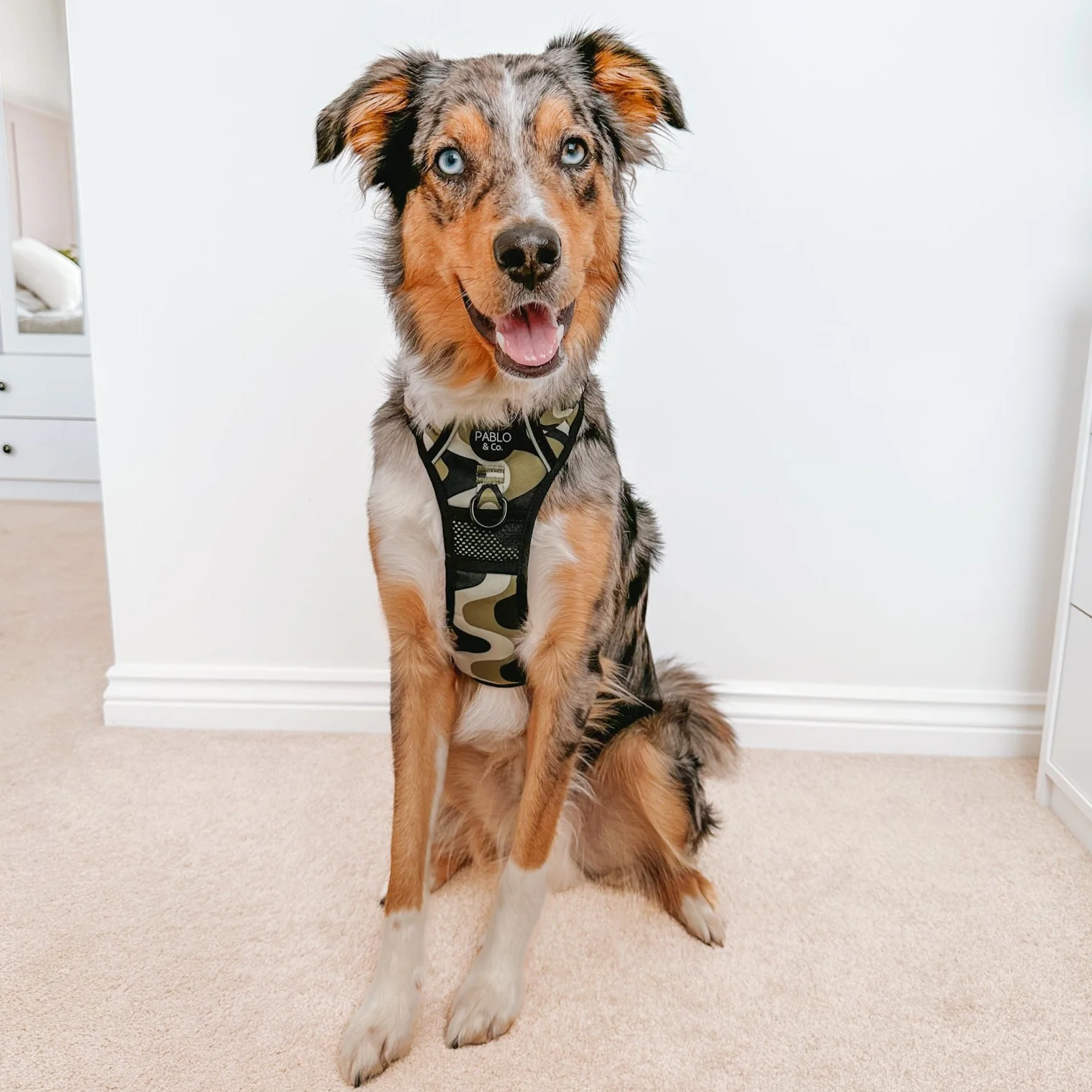 Navy Wavy: No Pull Adventure Harness - Image 9