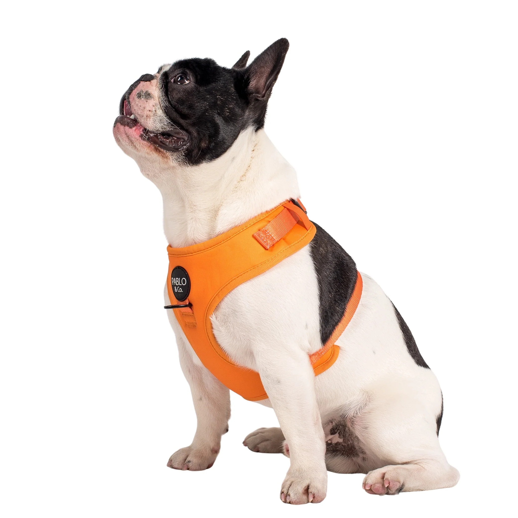 Orange Crush: Adjustable Harness - Image 3