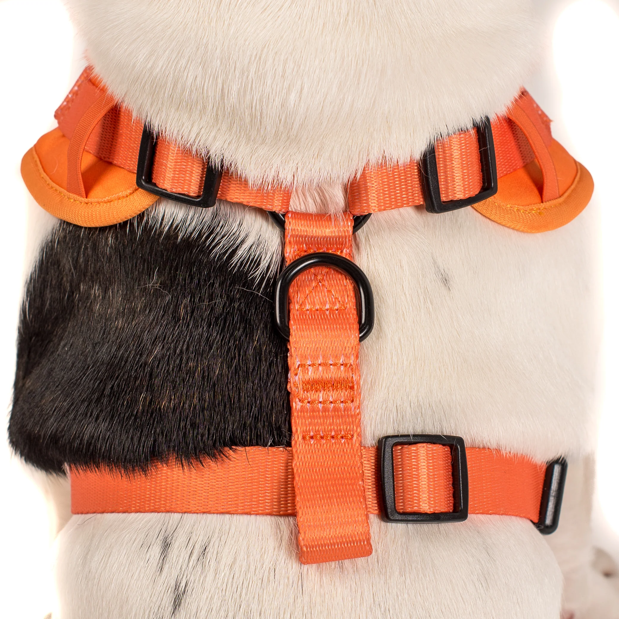 Orange Crush: Adjustable Harness - Image 4