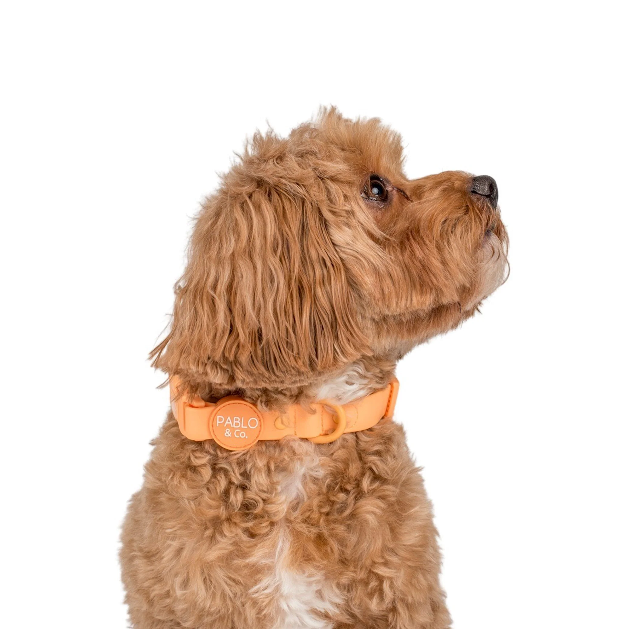 Orange Sherbet: Waterproof Collar - Image 2