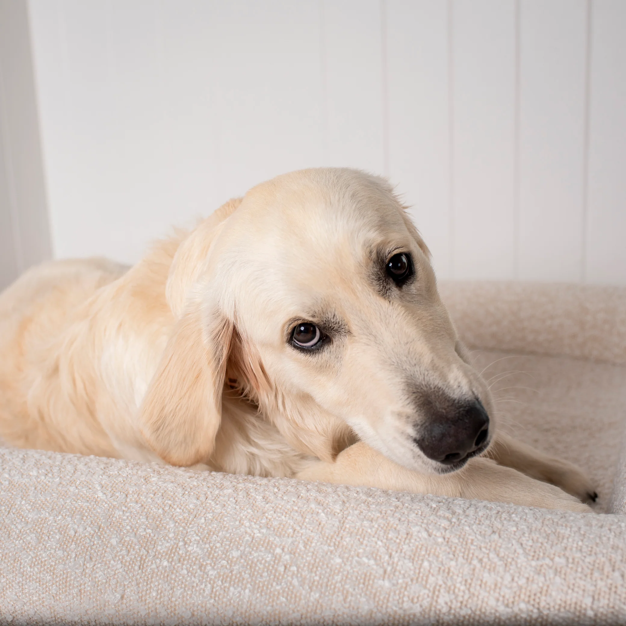 Orthopedic Memory Foam Boucle Dog Bed: Cloud - Image 13