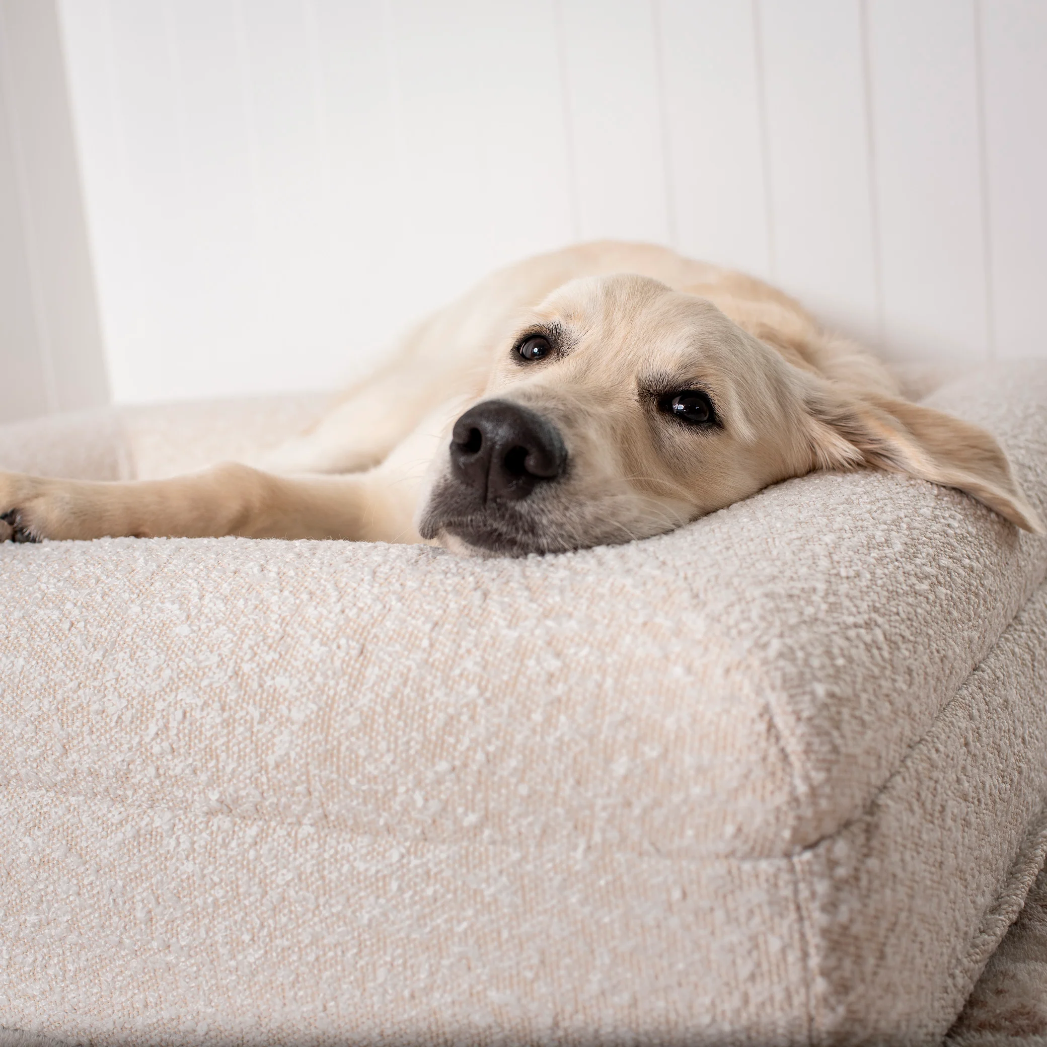 Orthopedic Memory Foam Boucle Dog Bed: Cloud - Image 6