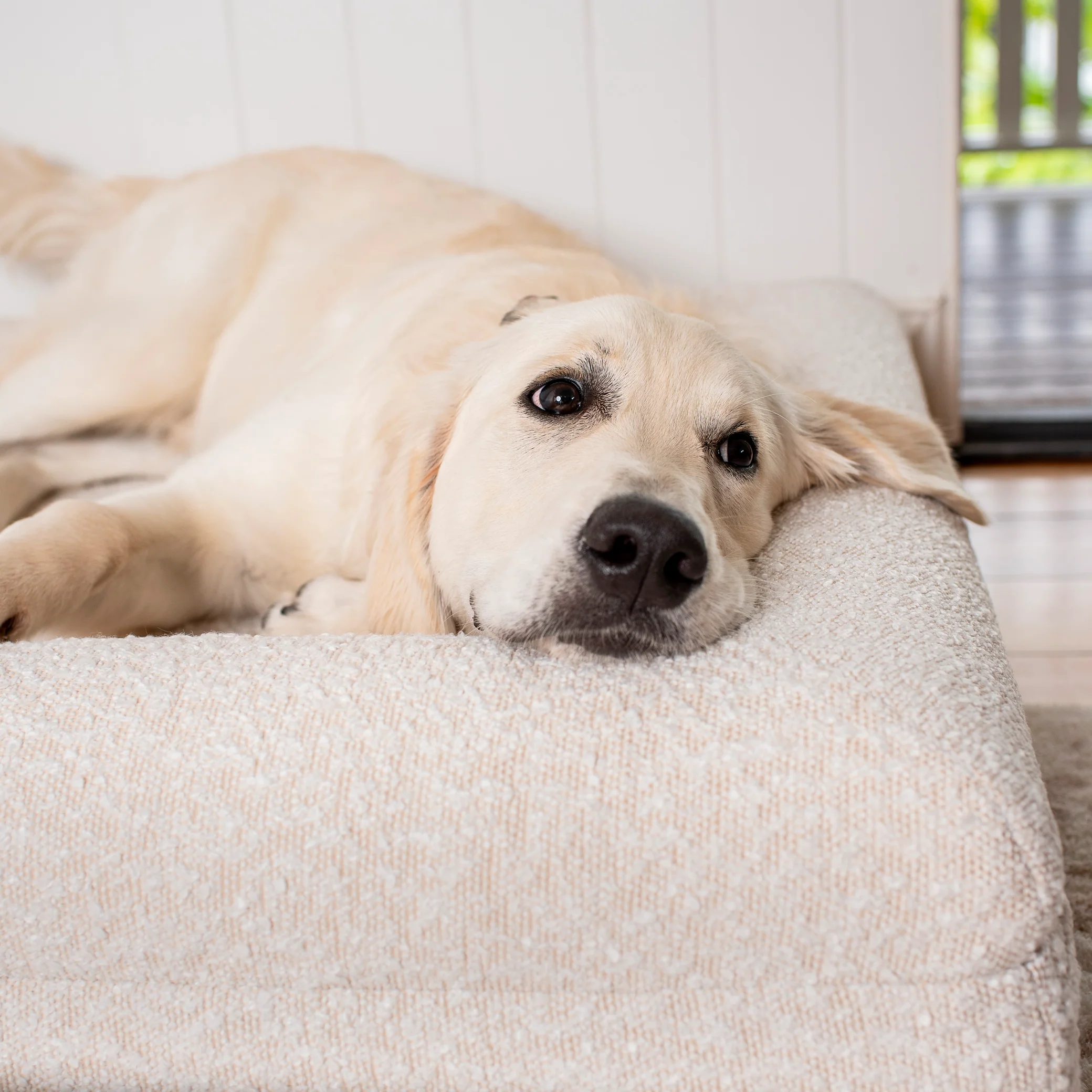 Orthopedic Memory Foam Boucle Dog Bed: Cloud - Image 8