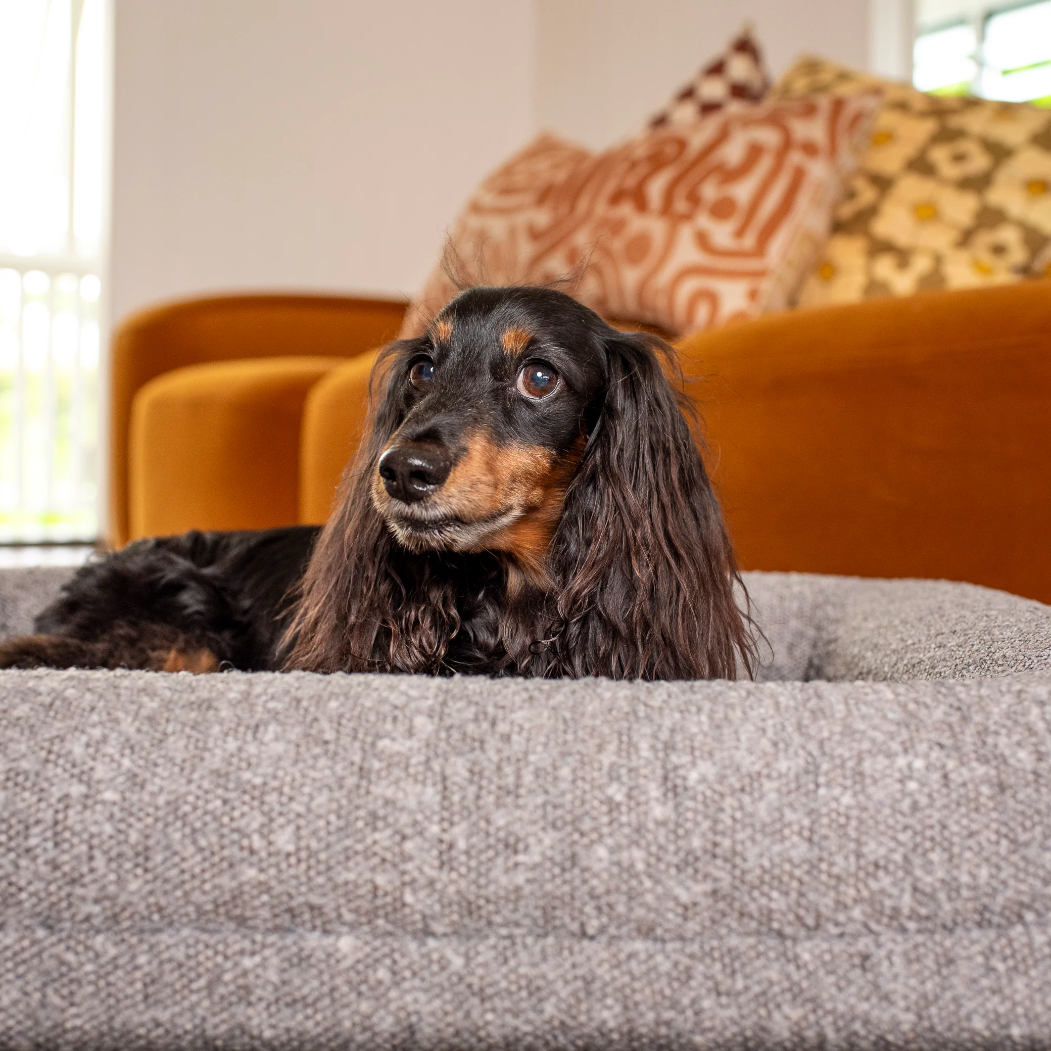 Orthopedic Memory Foam Boucle Dog Bed: Storm - Image 6