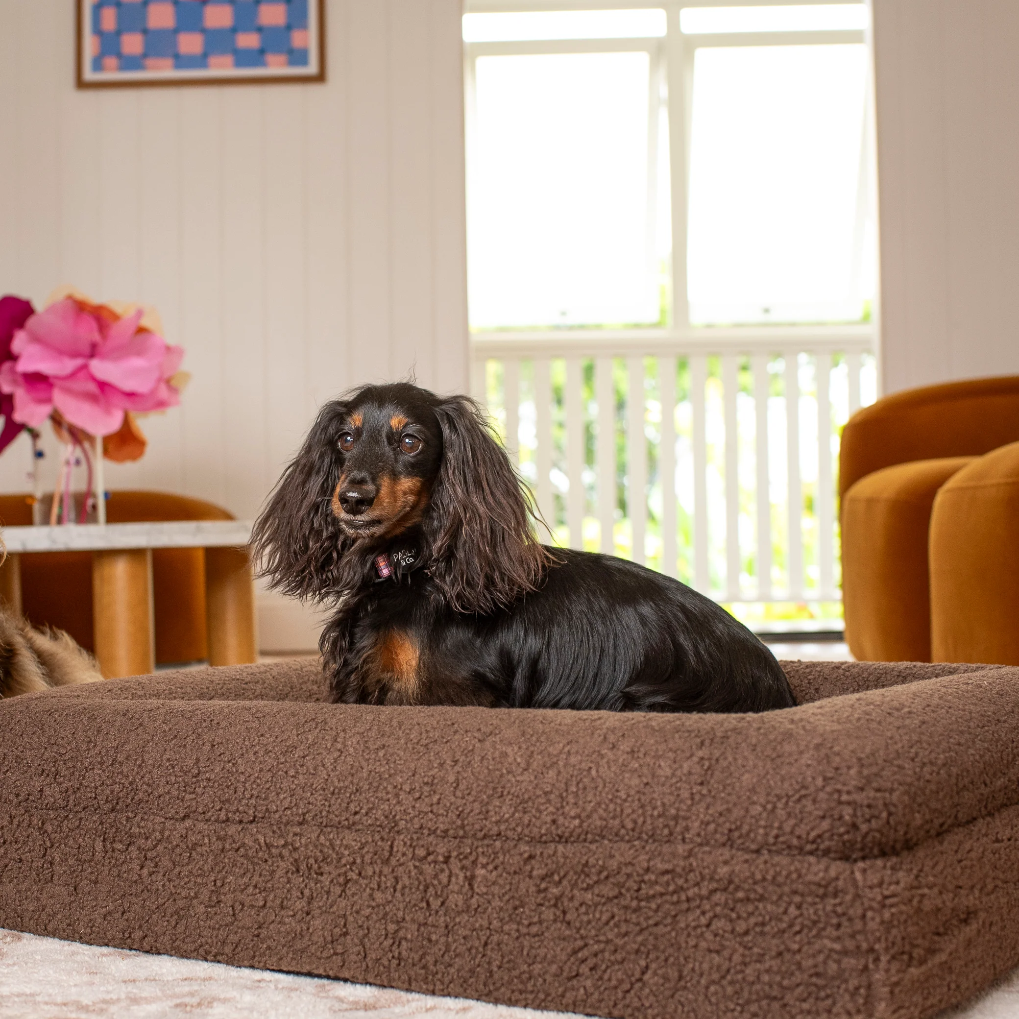 Orthopedic Memory Foam Teddy Dog Bed: Espresso - Image 14