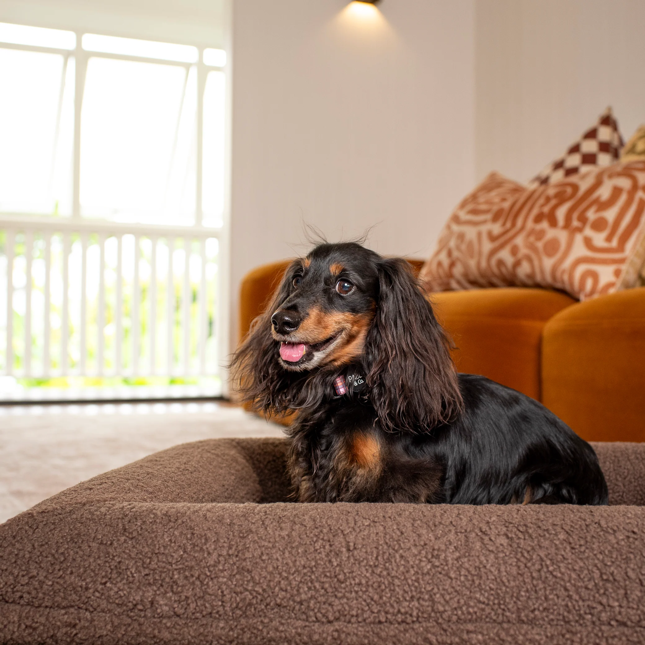 Orthopedic Memory Foam Teddy Dog Bed: Espresso - Image 15