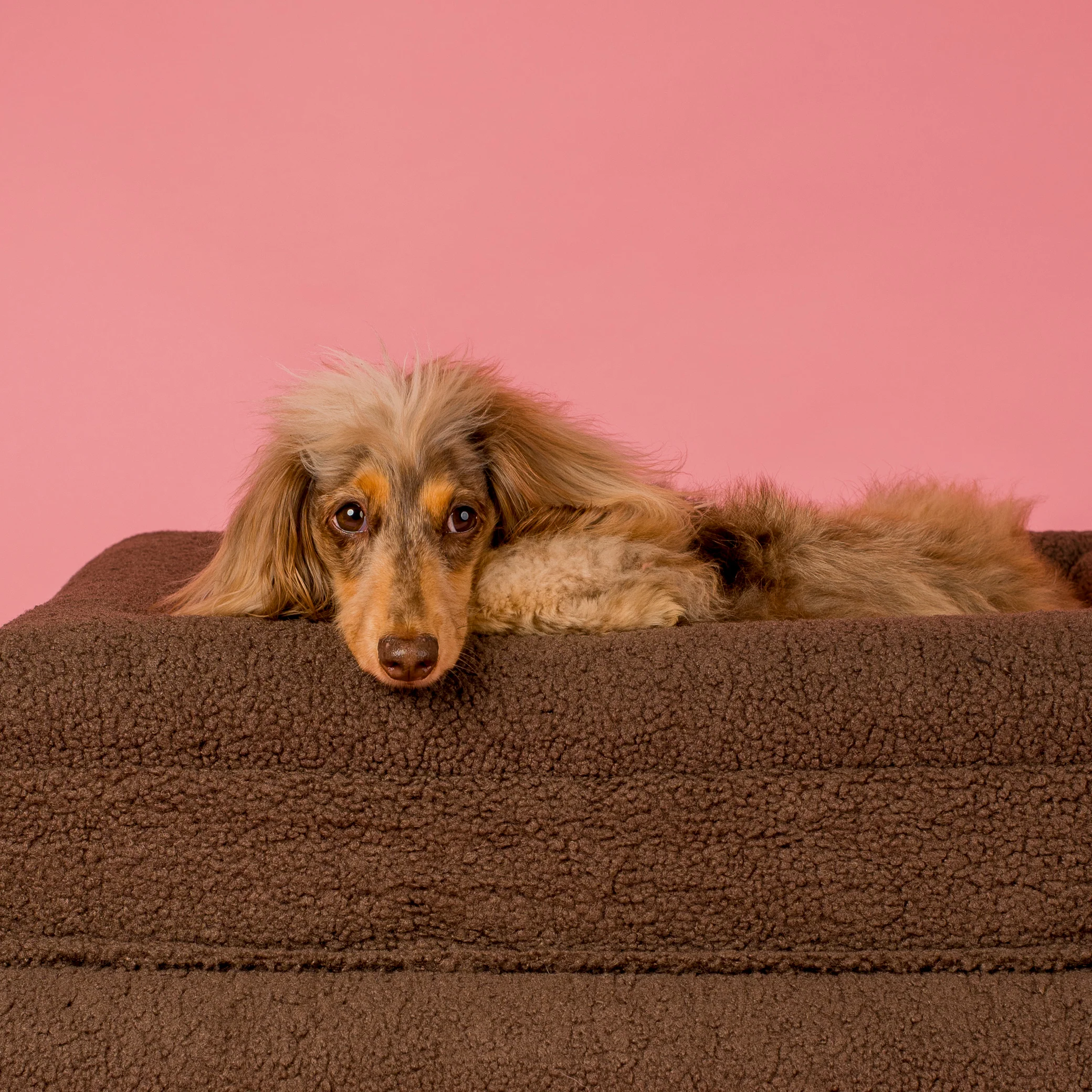 Orthopedic Memory Foam Teddy Dog Bed: Espresso - Image 7