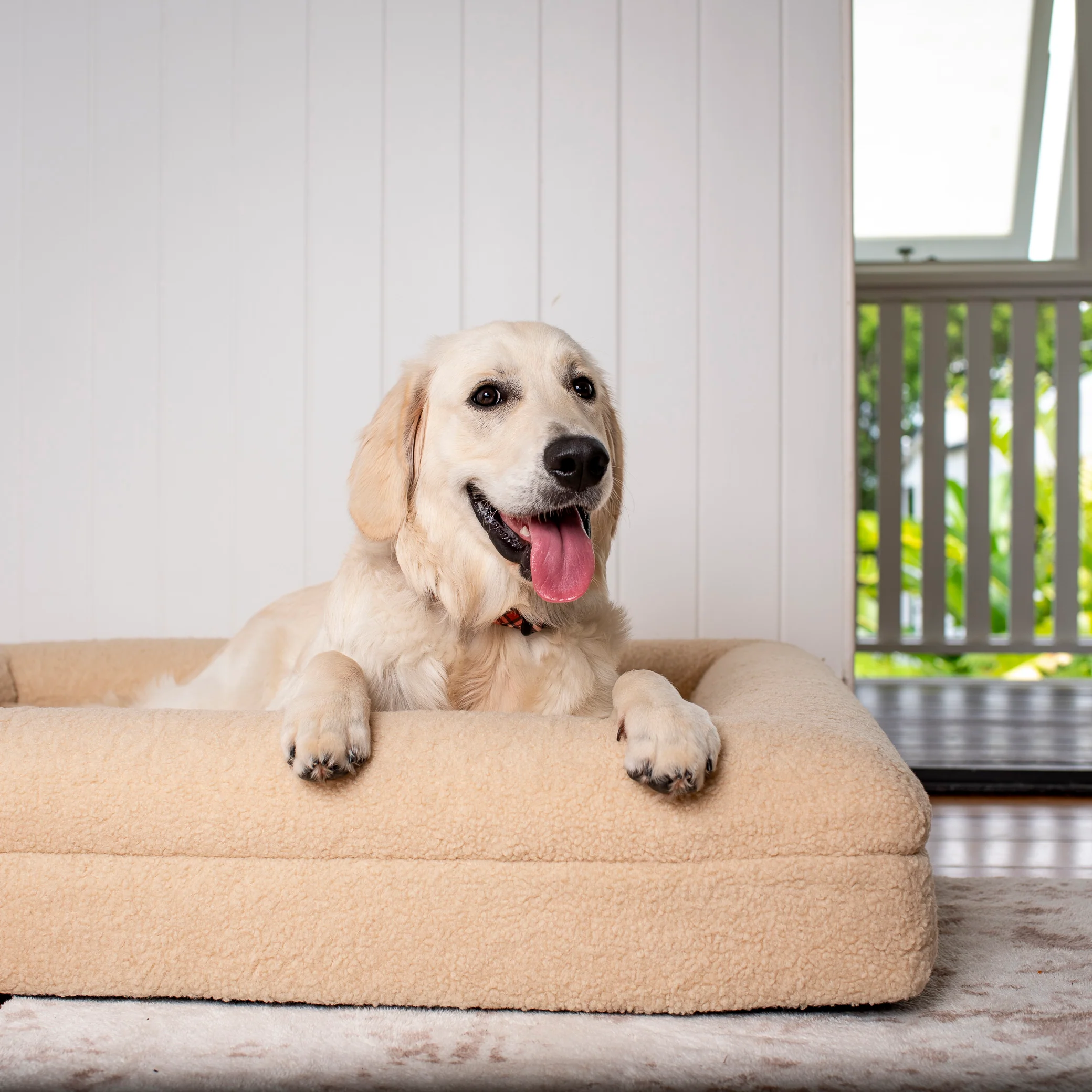 Orthopedic Memory Foam Teddy Dog Bed: Latte - Image 12