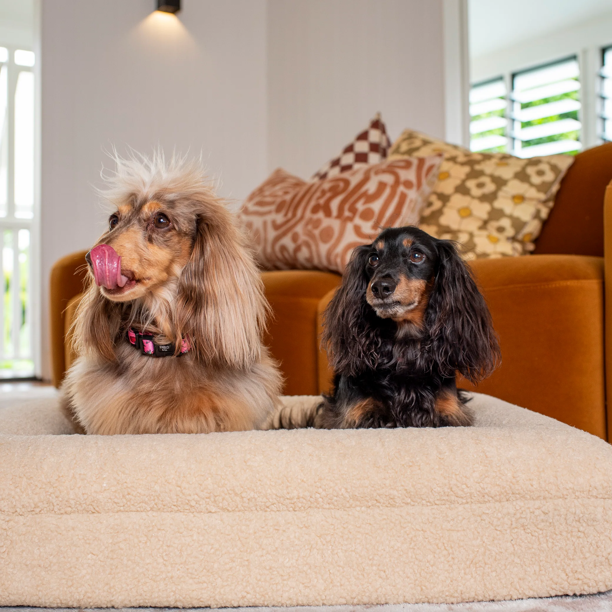 Orthopedic Memory Foam Teddy Dog Bed: Latte - Image 5