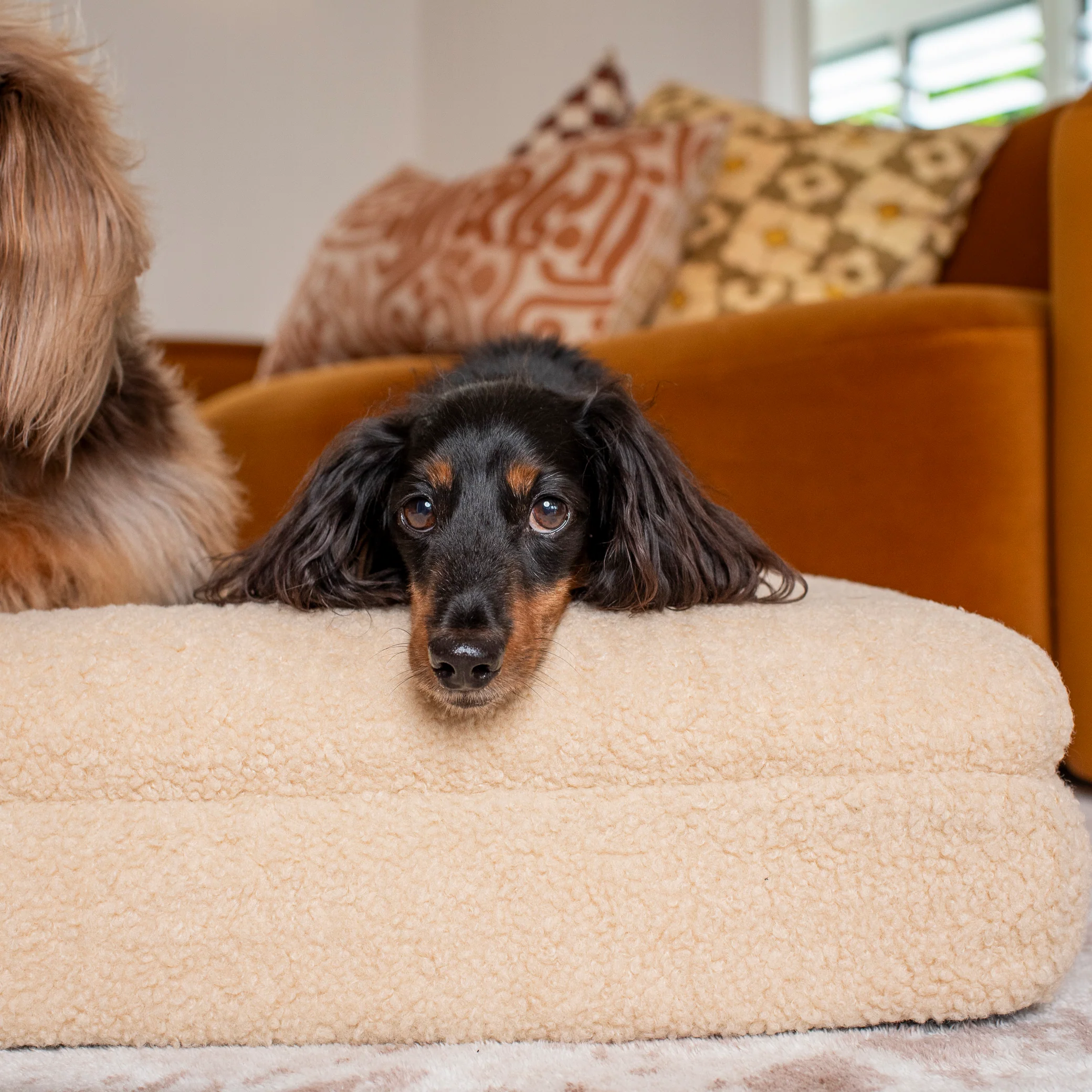 Orthopedic Memory Foam Teddy Dog Bed: Latte - Image 6