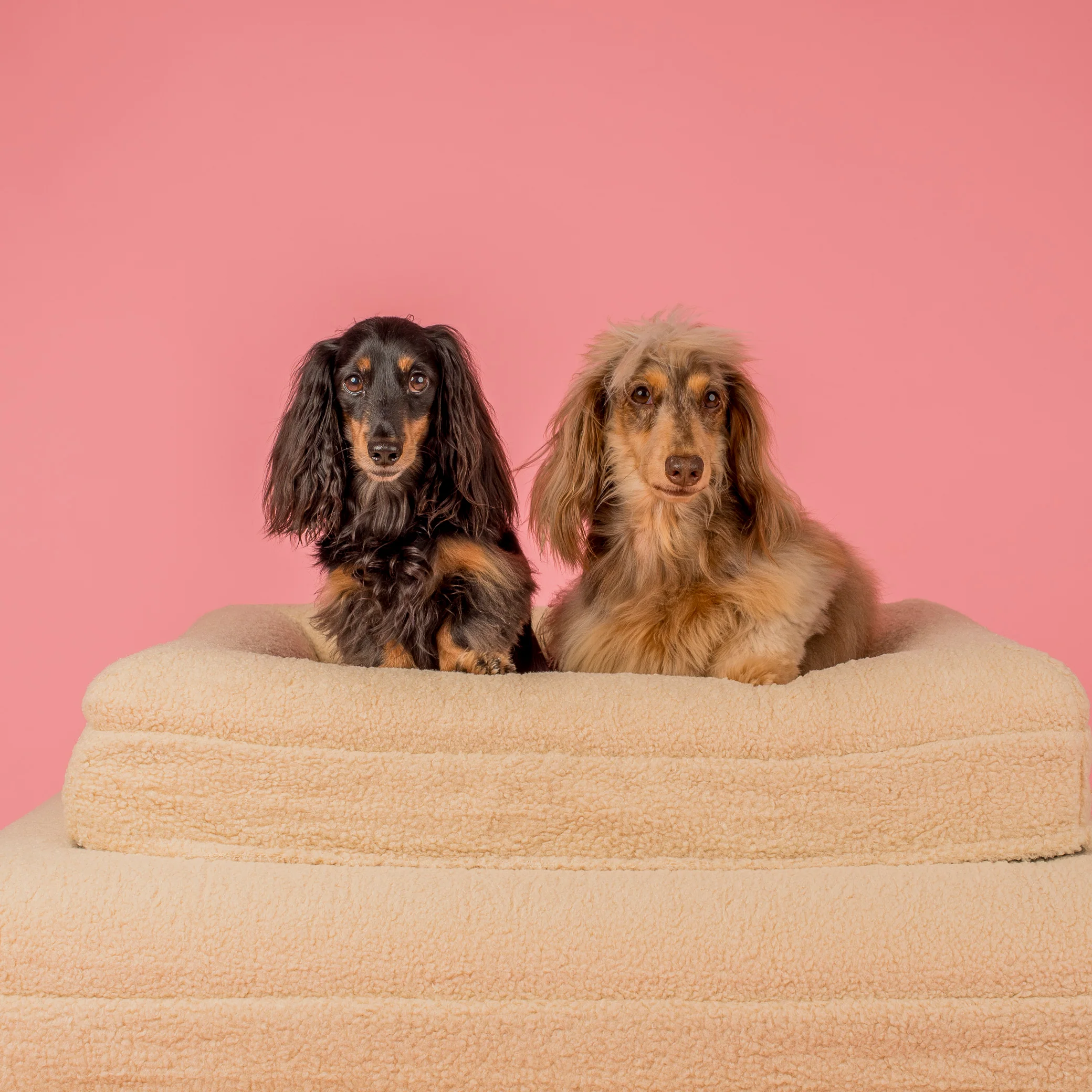 Orthopedic Memory Foam Teddy Dog Bed: Latte - Image 8