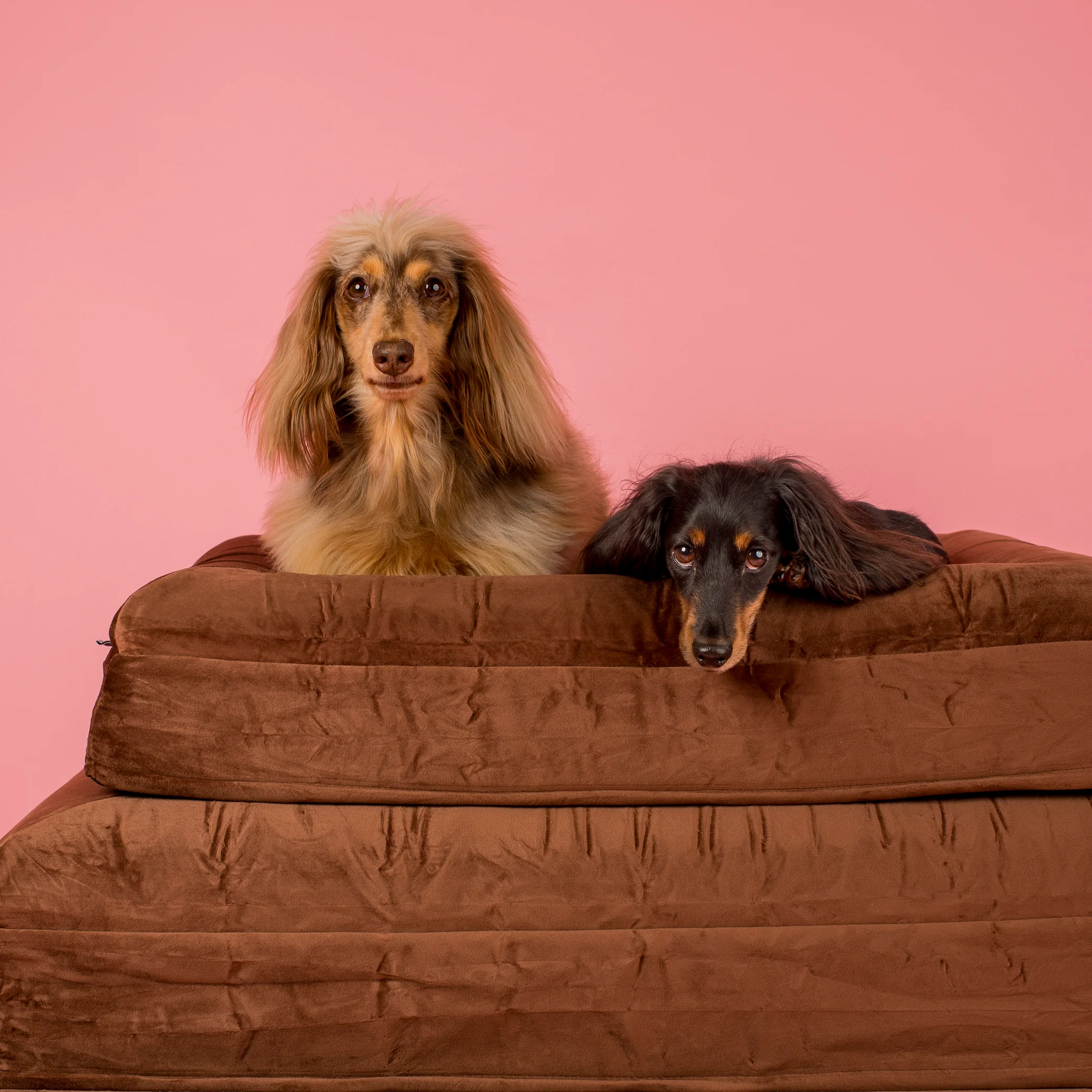 Orthopedic Memory Foam Velvet Dog Bed: Dark Chocolate - Image 11