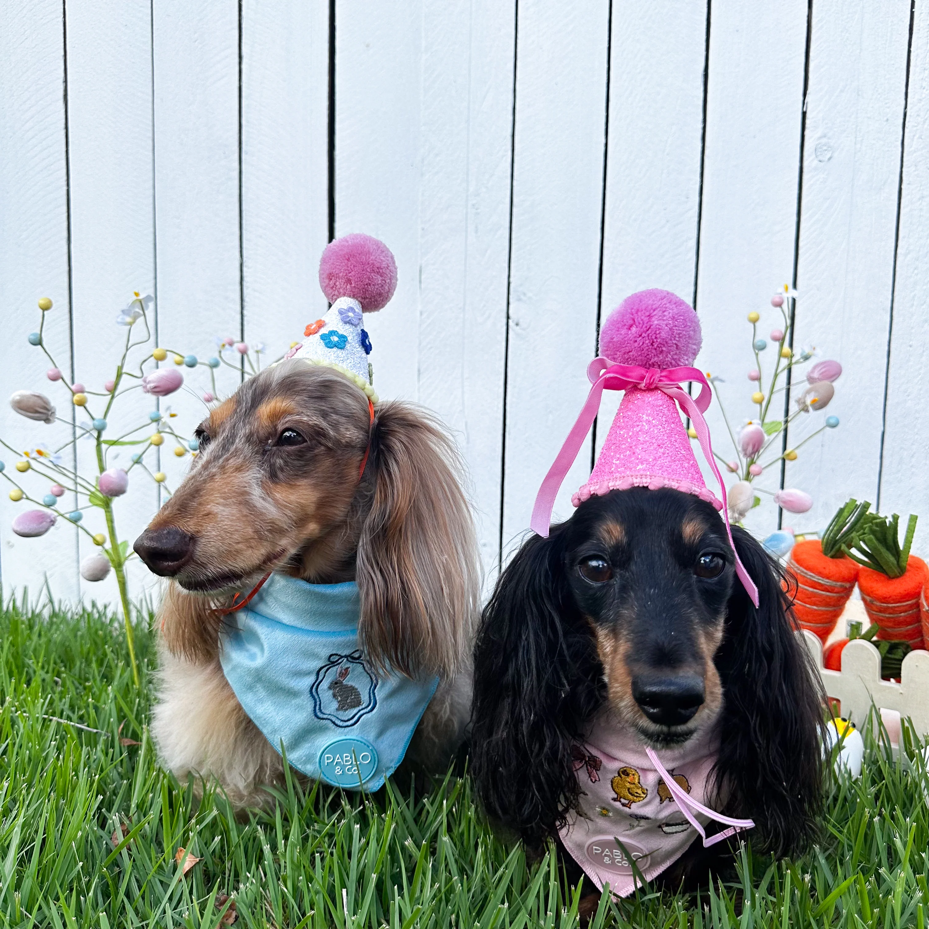 Pablo's Pawty Hat: Daisies - Image 3