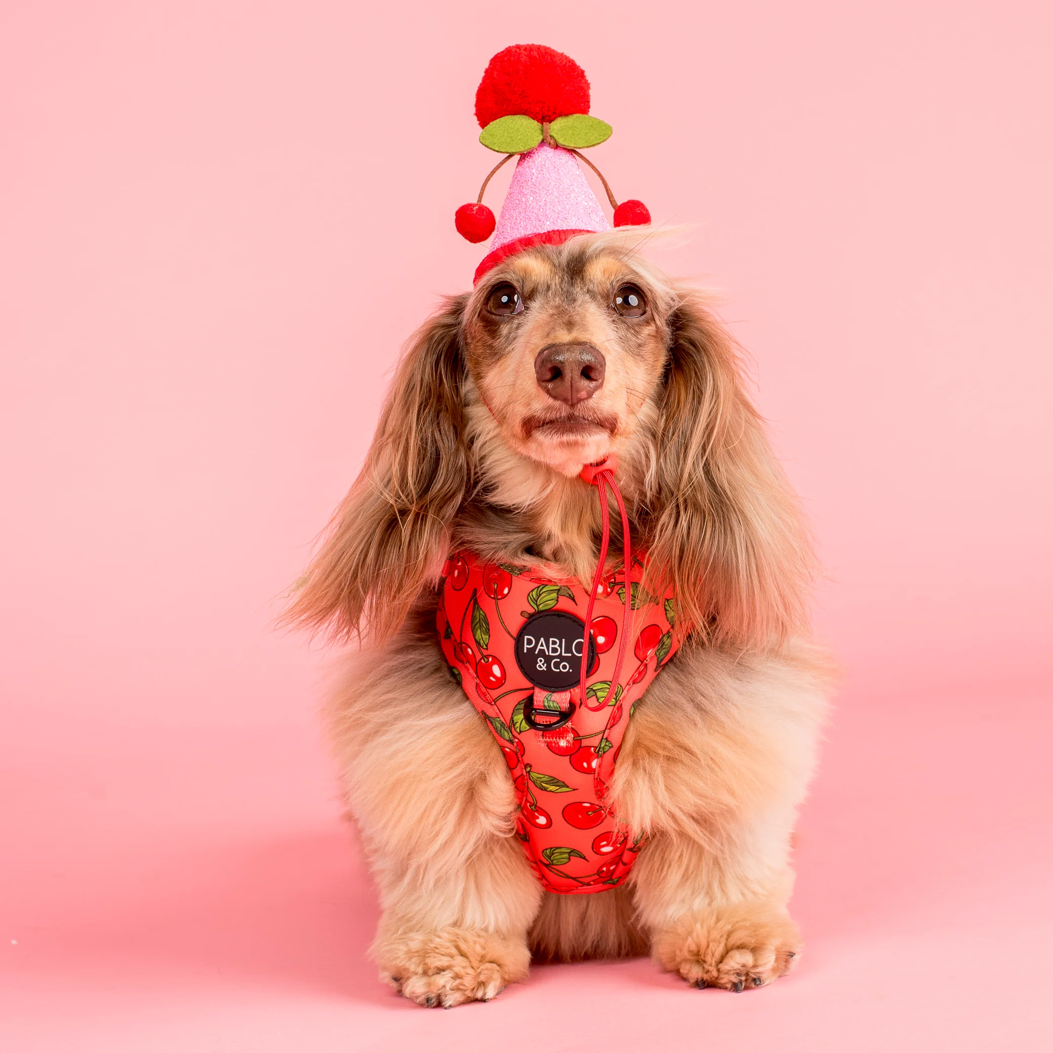 Pablo's Pawty Hat: Pink Cherry - Image 3