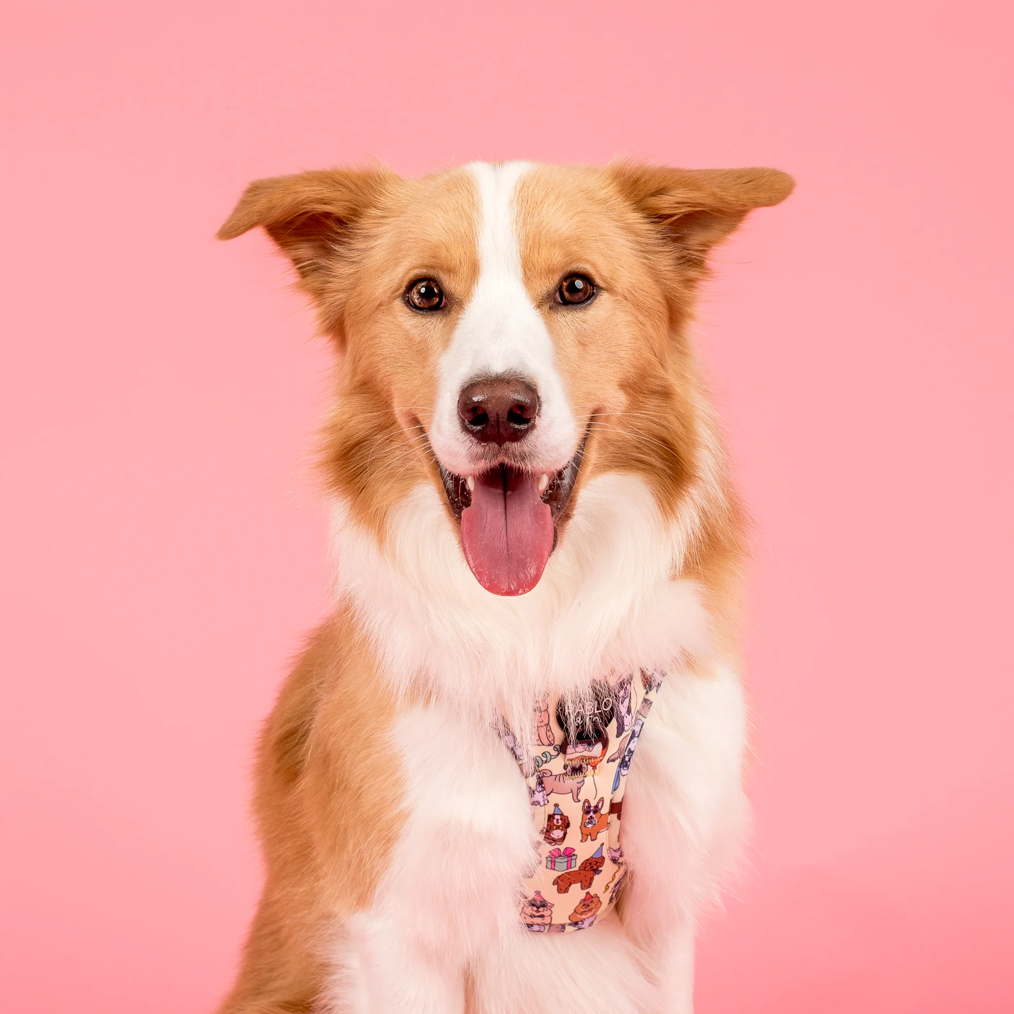 Party Dawgs: Adjustable Harness - Image 3