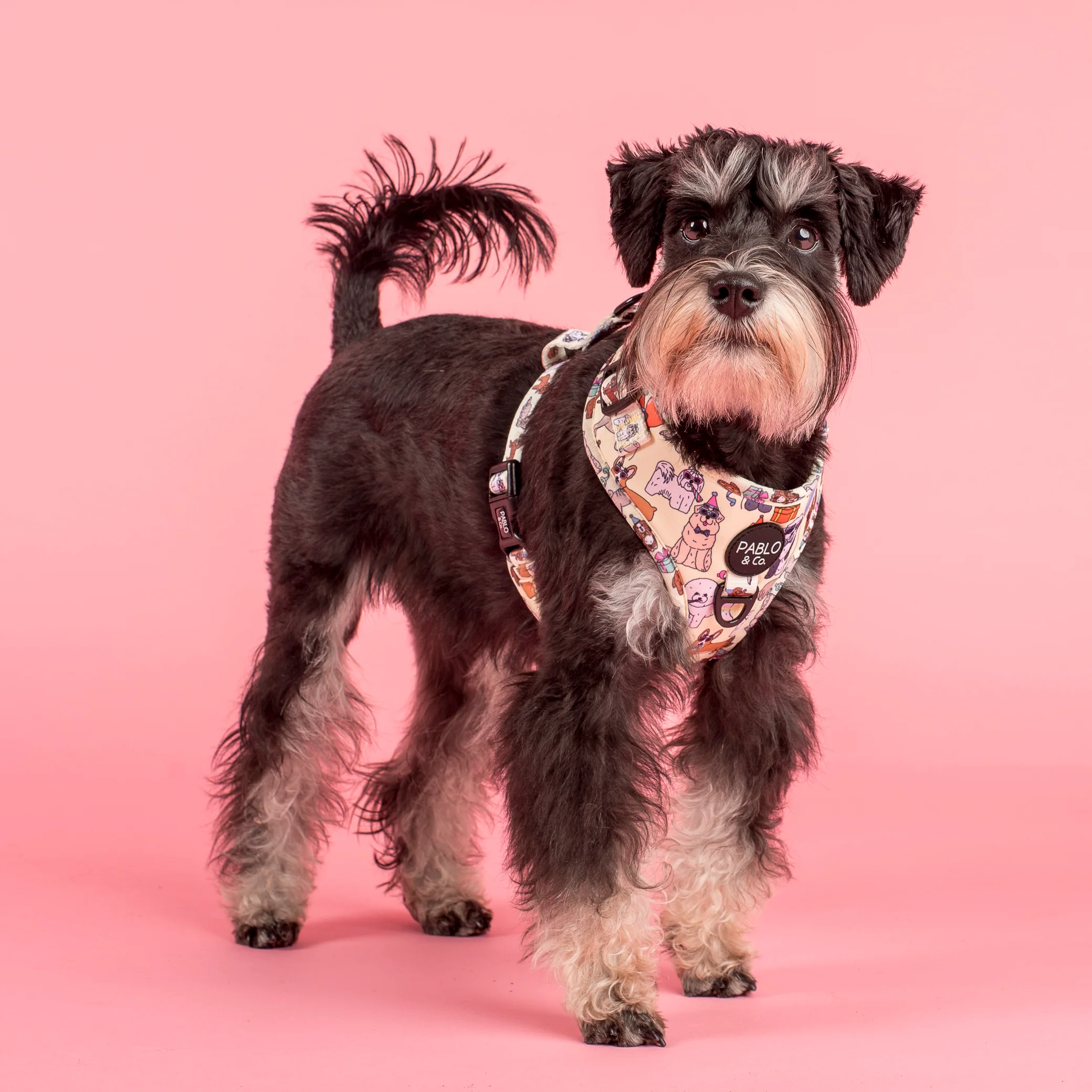 Party Dawgs: Adjustable Harness - Image 4