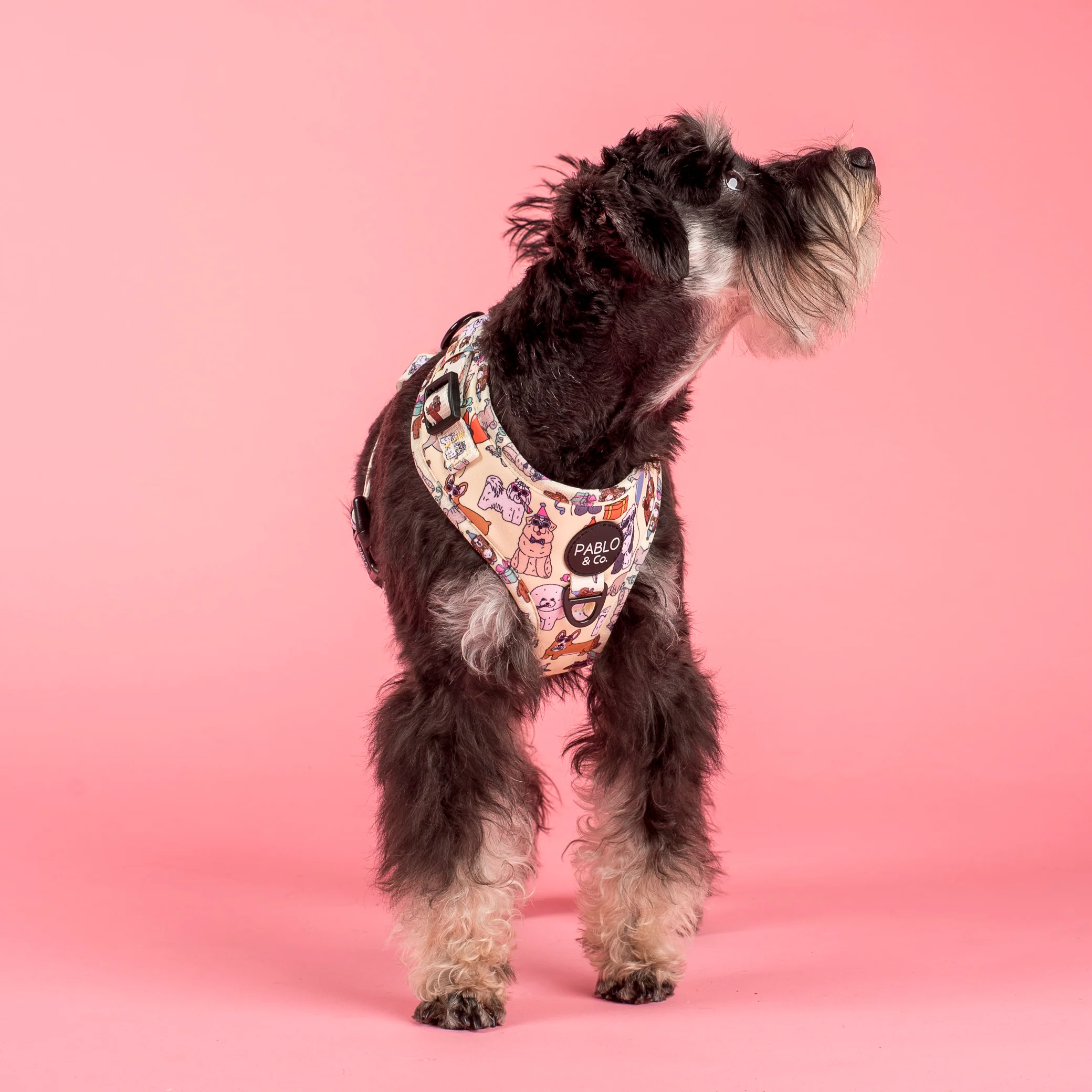 Party Dawgs: Adjustable Harness - Image 6