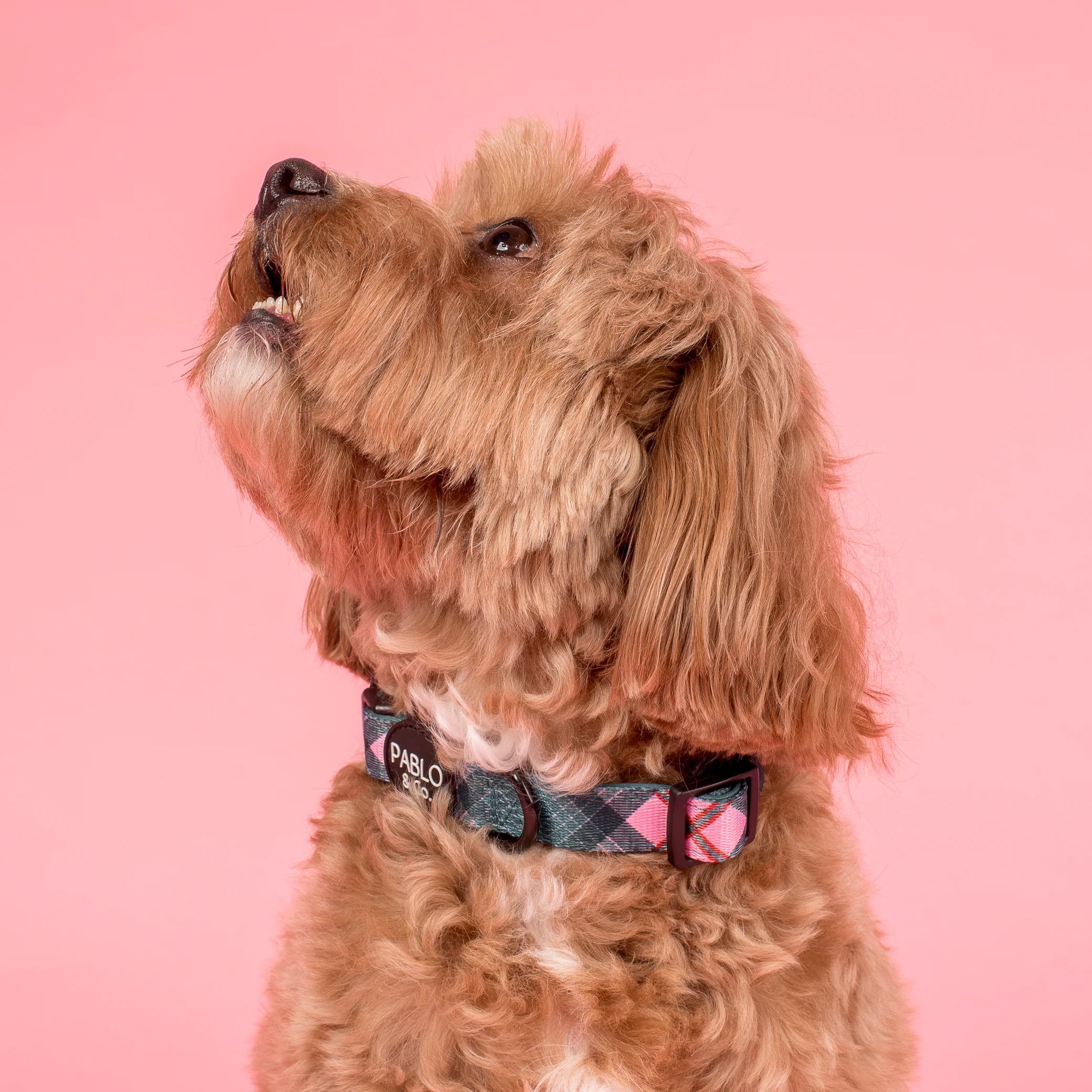 Patch's Plaid: Collar - Image 2