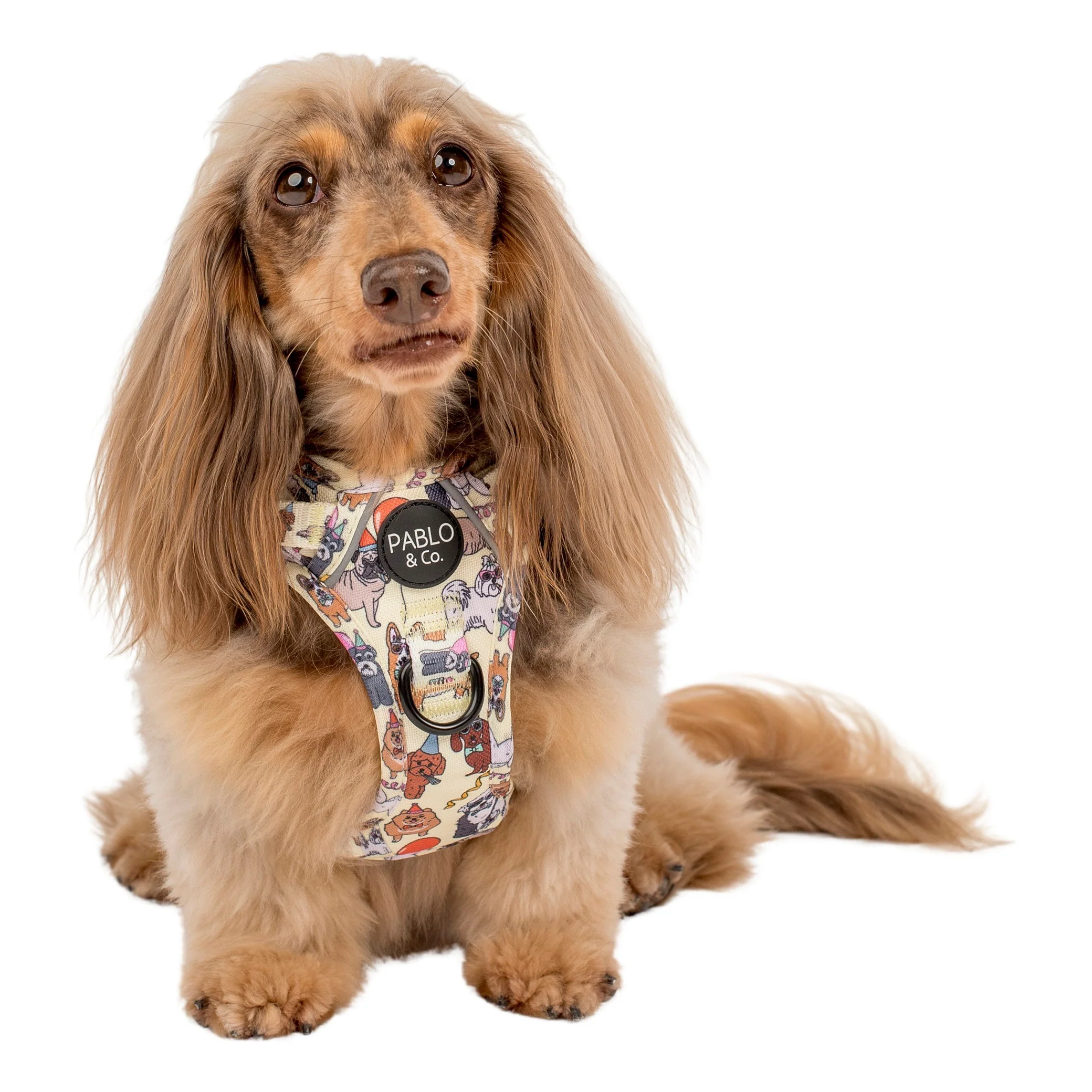 Party Dawgs: No Pull Adventure Harness - Image 4