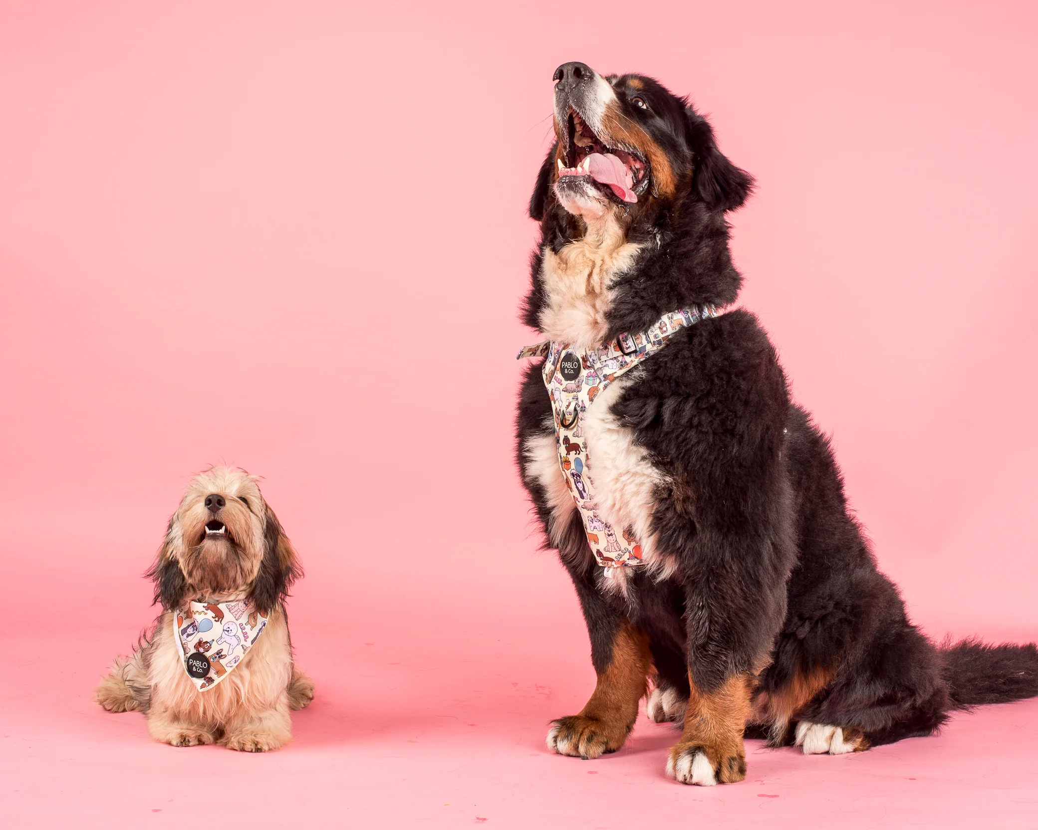 Party Dawgs: No Pull Adventure Harness - Image 5