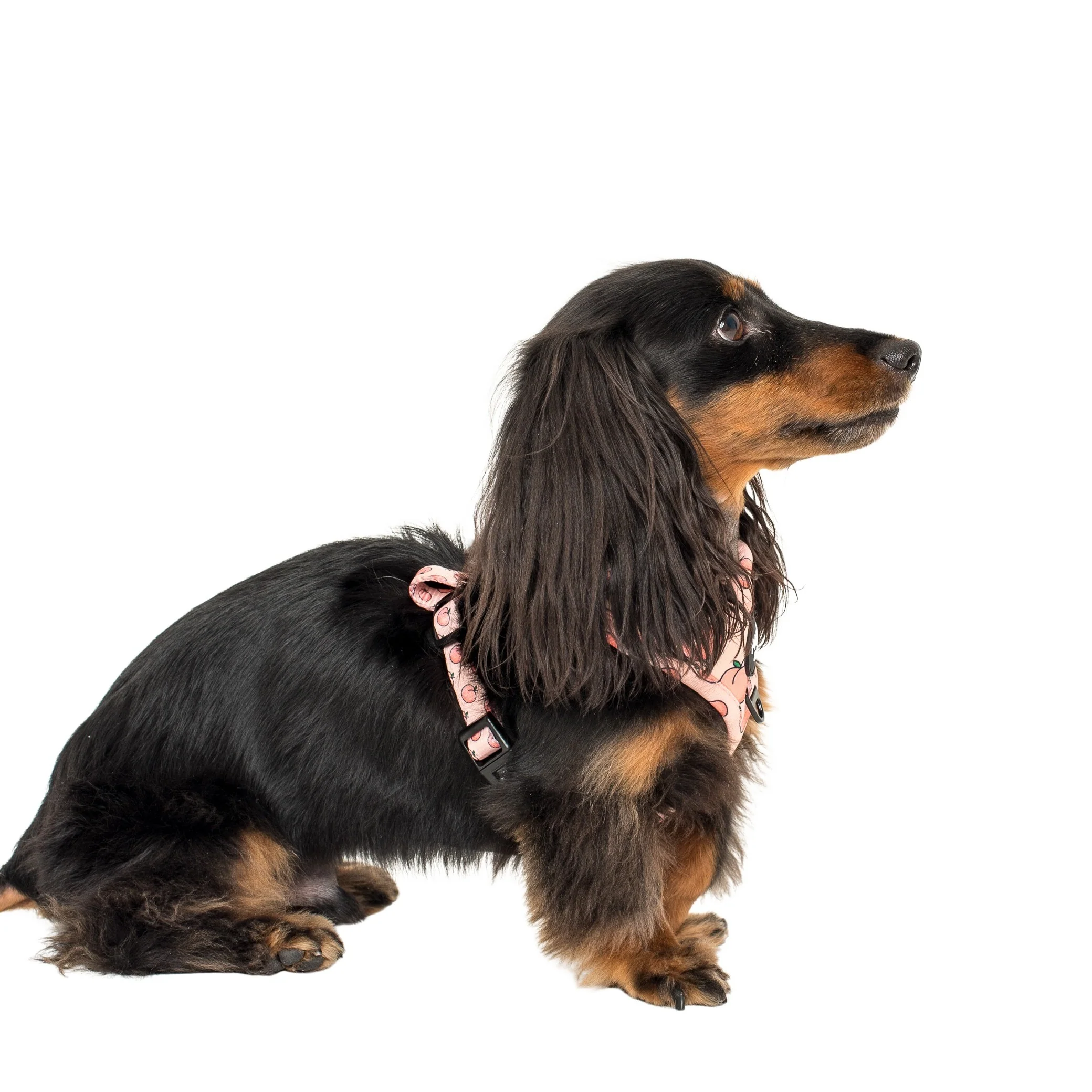 Peaches & Cream: Adjustable Harness - Image 3