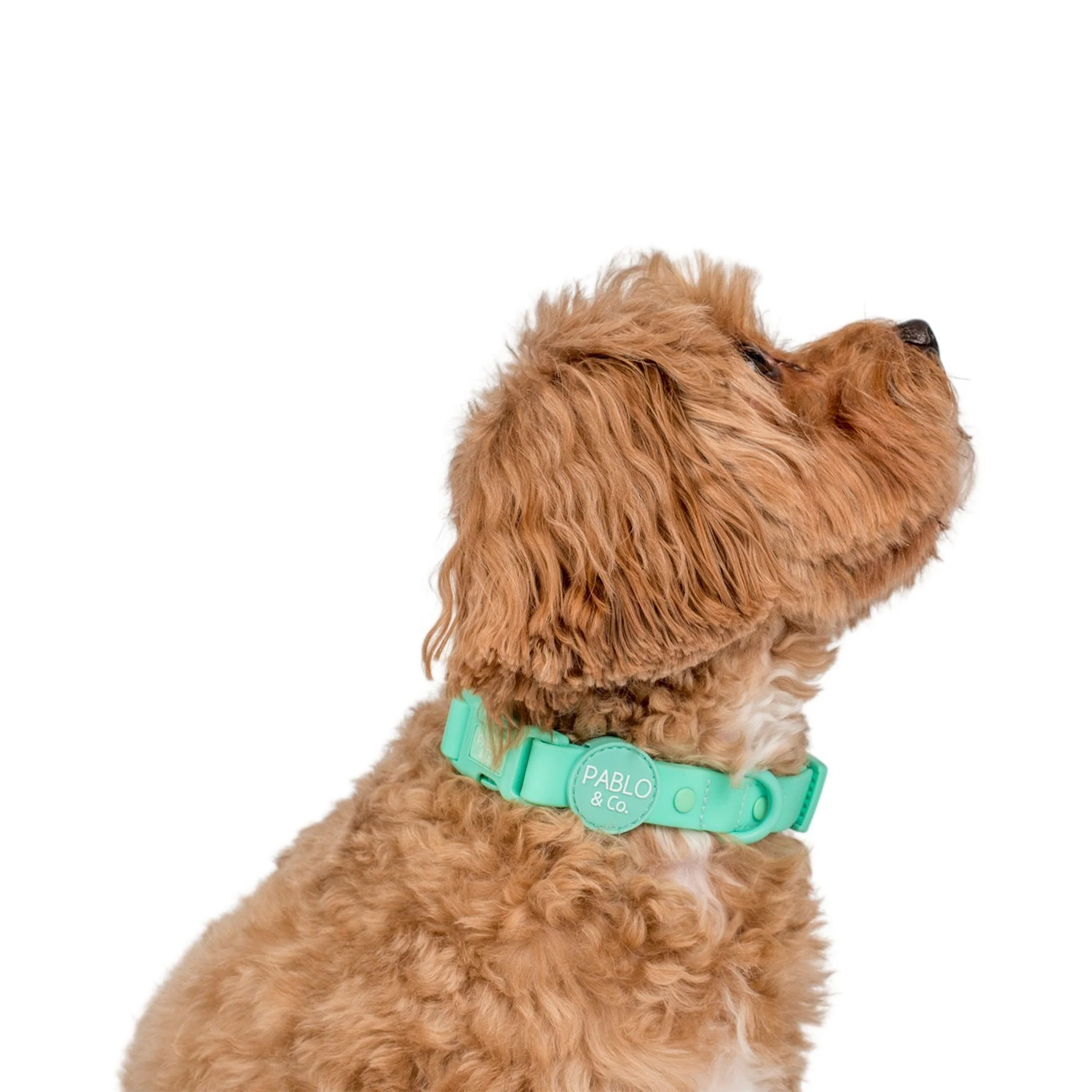 Peppermint: Waterproof Collar - Image 2