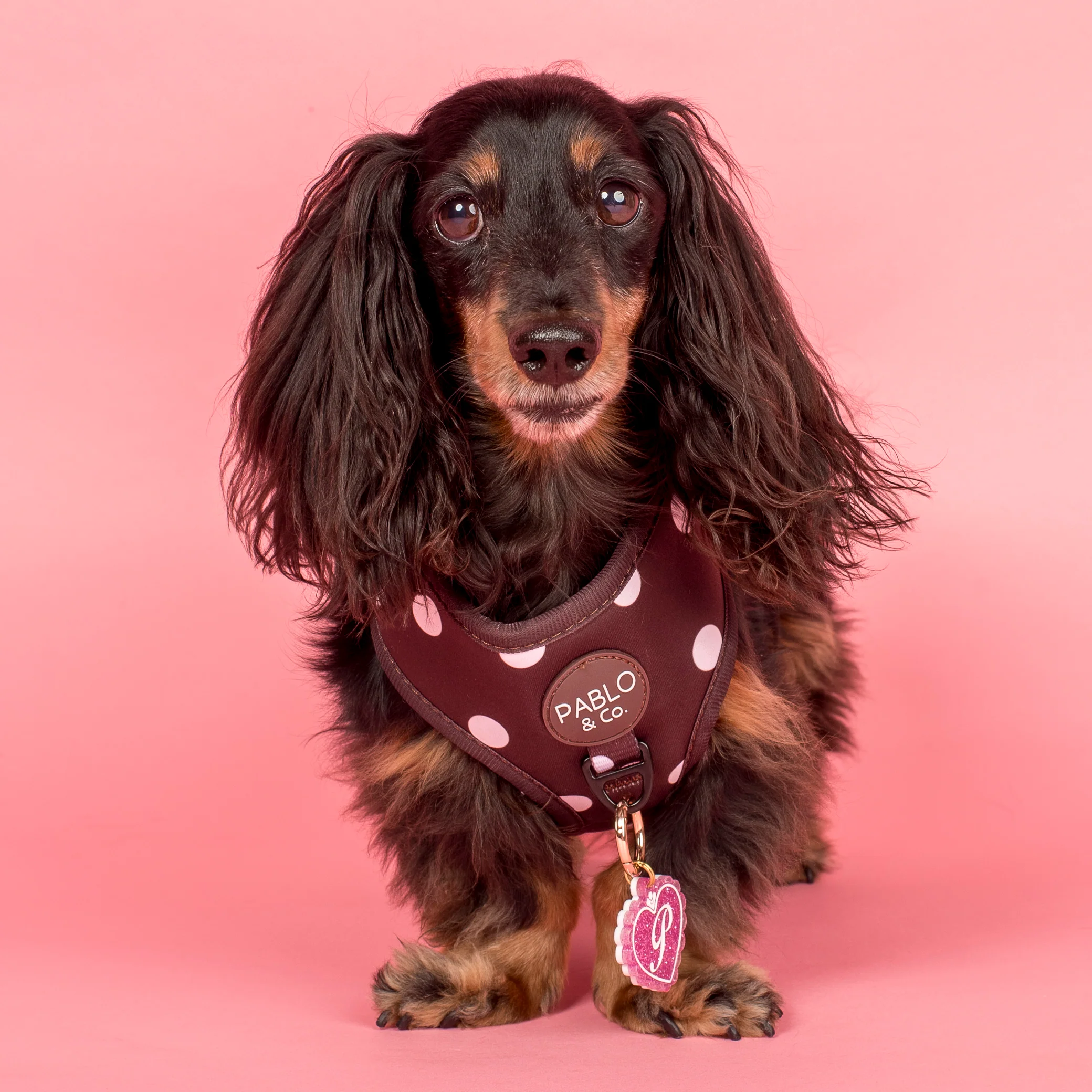Personalised Pet ID Tag: Initial Locket Pink - Image 3